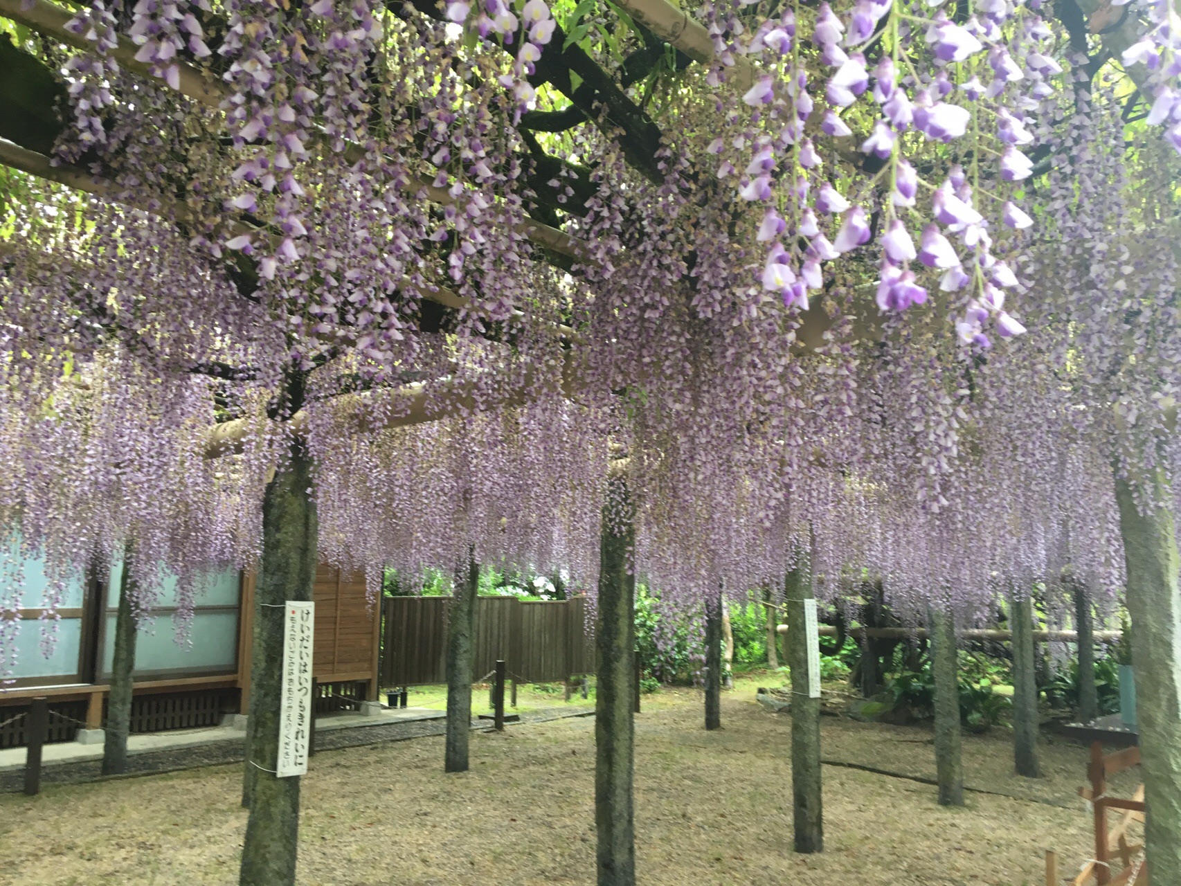 Jr九州ウォーキング 筑紫野市祭 二日市温泉藤まつり と武蔵寺 長者の藤 鑑賞 Acchayさんの筑紫野市の活動日記 Yamap ヤマップ