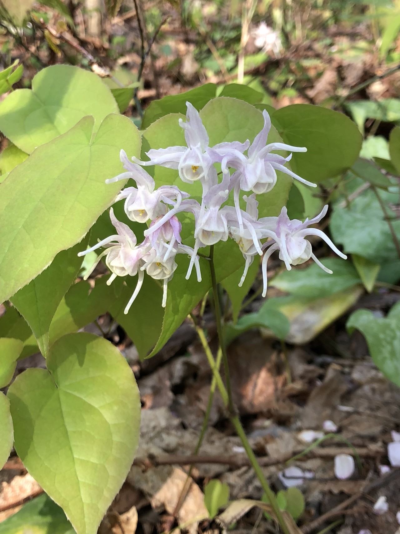 里山の スプリング エフェメラル 早春の妖精 散策 Part アベレージさんの嵐山公園 近文山 半面山の活動データ Yamap ヤマップ