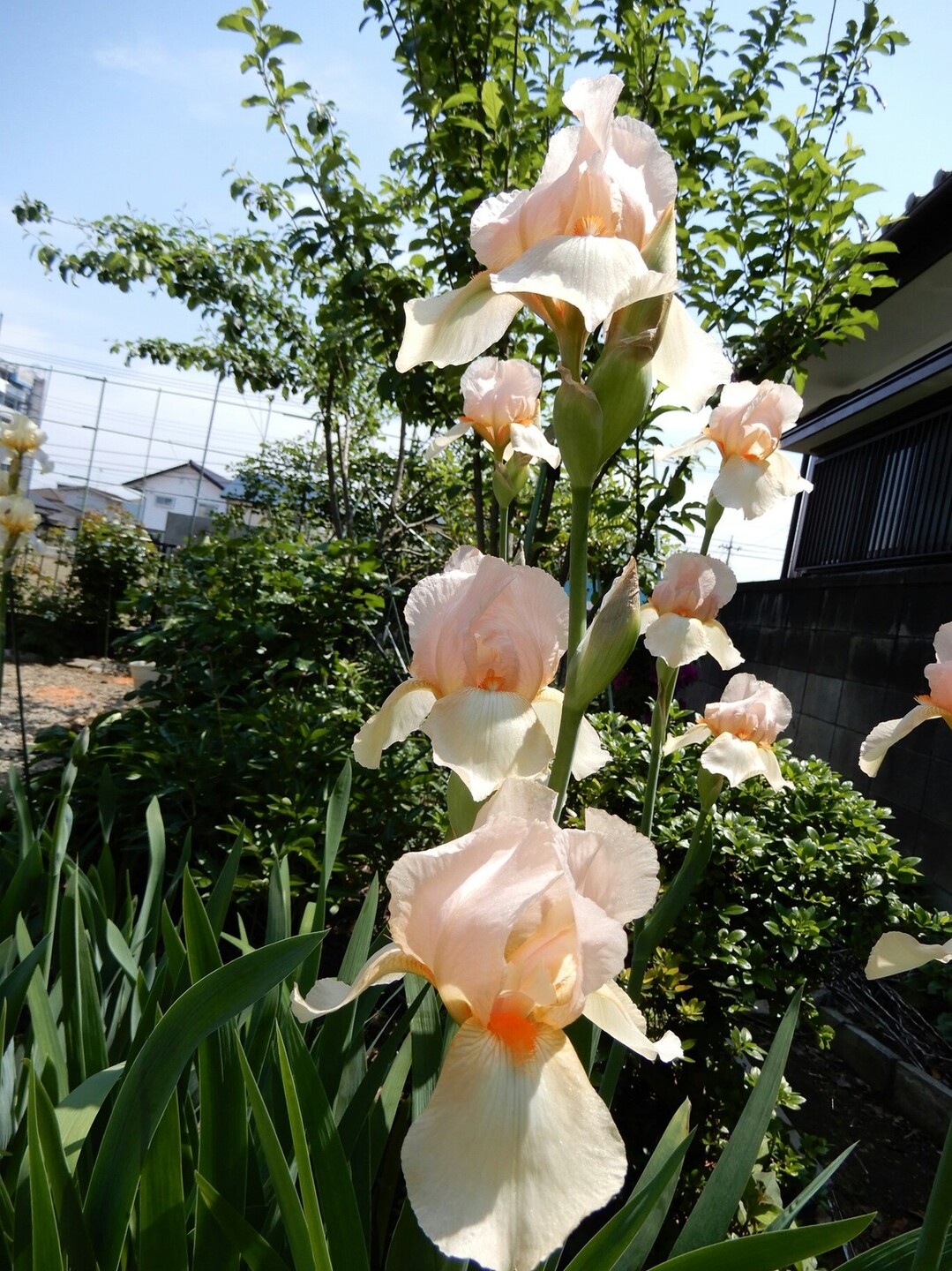 ようこそマイガーデンへ V きーちゃんさんの大小山 妙義山 西場富士の活動日記 Yamap ヤマップ