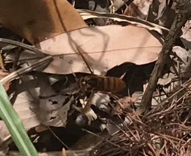 京都 初体験だらけの京都一周トレイル 鞍馬 北山コース 西山コーストレラン フックジョーさんの京都一周トレイルの活動日記 Yamap ヤマップ