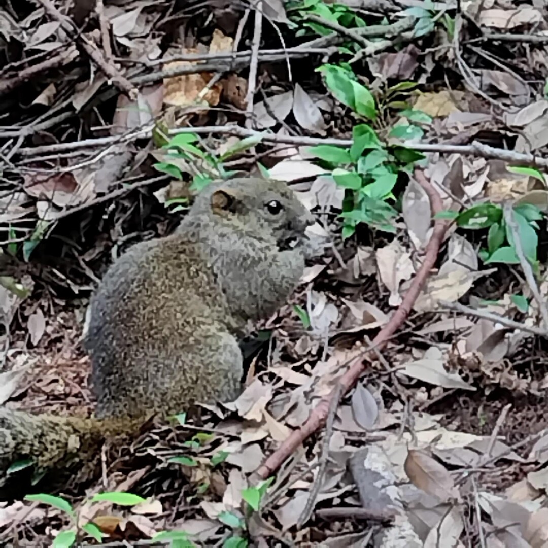 金華山 野生のリスいっぱい / DGさんの金華山・洞山・舟伏山の活動データ YAMAP / ヤマップ