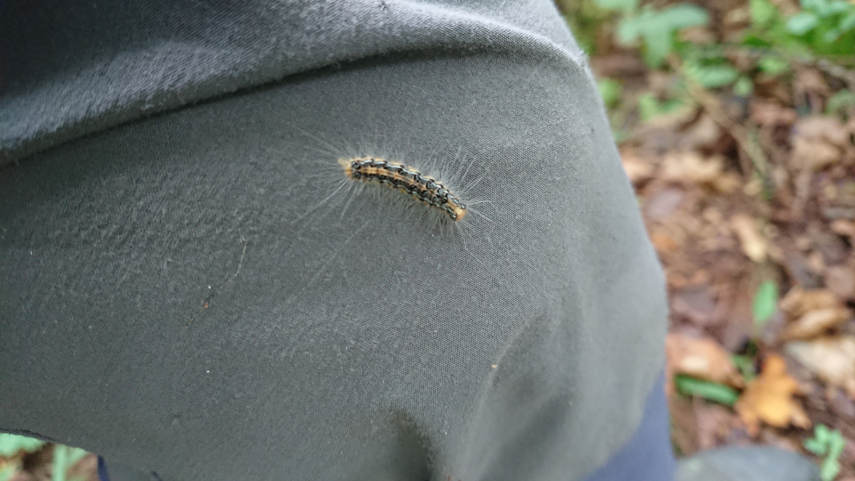 木六山・銀次郎山 昨日初めて知ったチャドクガ