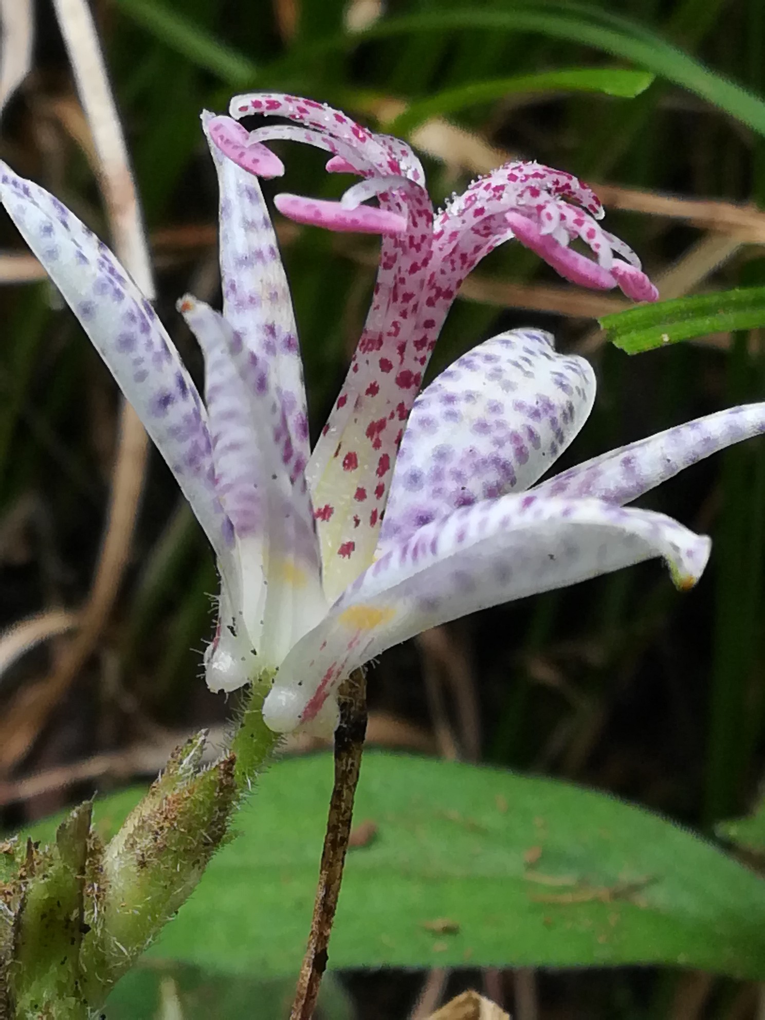 石割山 平尾山 大平山 ヤマホトトギスを探して Tuyoさんの御正体山 杓子山 石割山の活動日記 Yamap ヤマップ