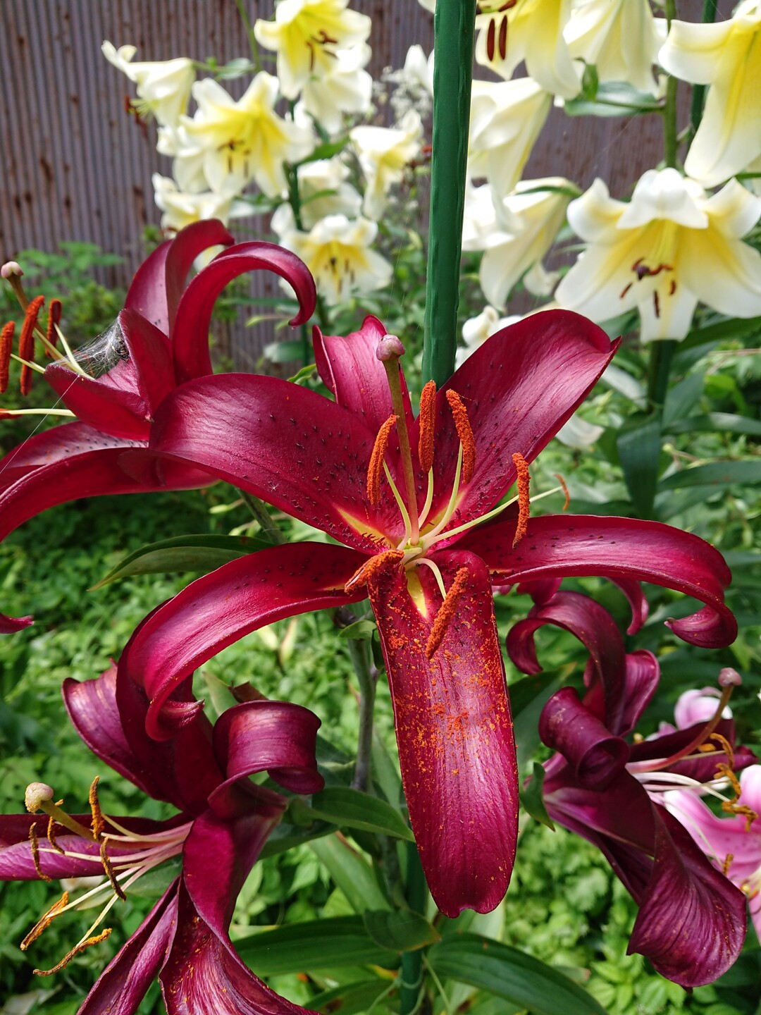 竜王山 讃岐山脈 大川山 07 19 アースさんの竜王山 讃岐山脈 大川山の活動日記 Yamap ヤマップ