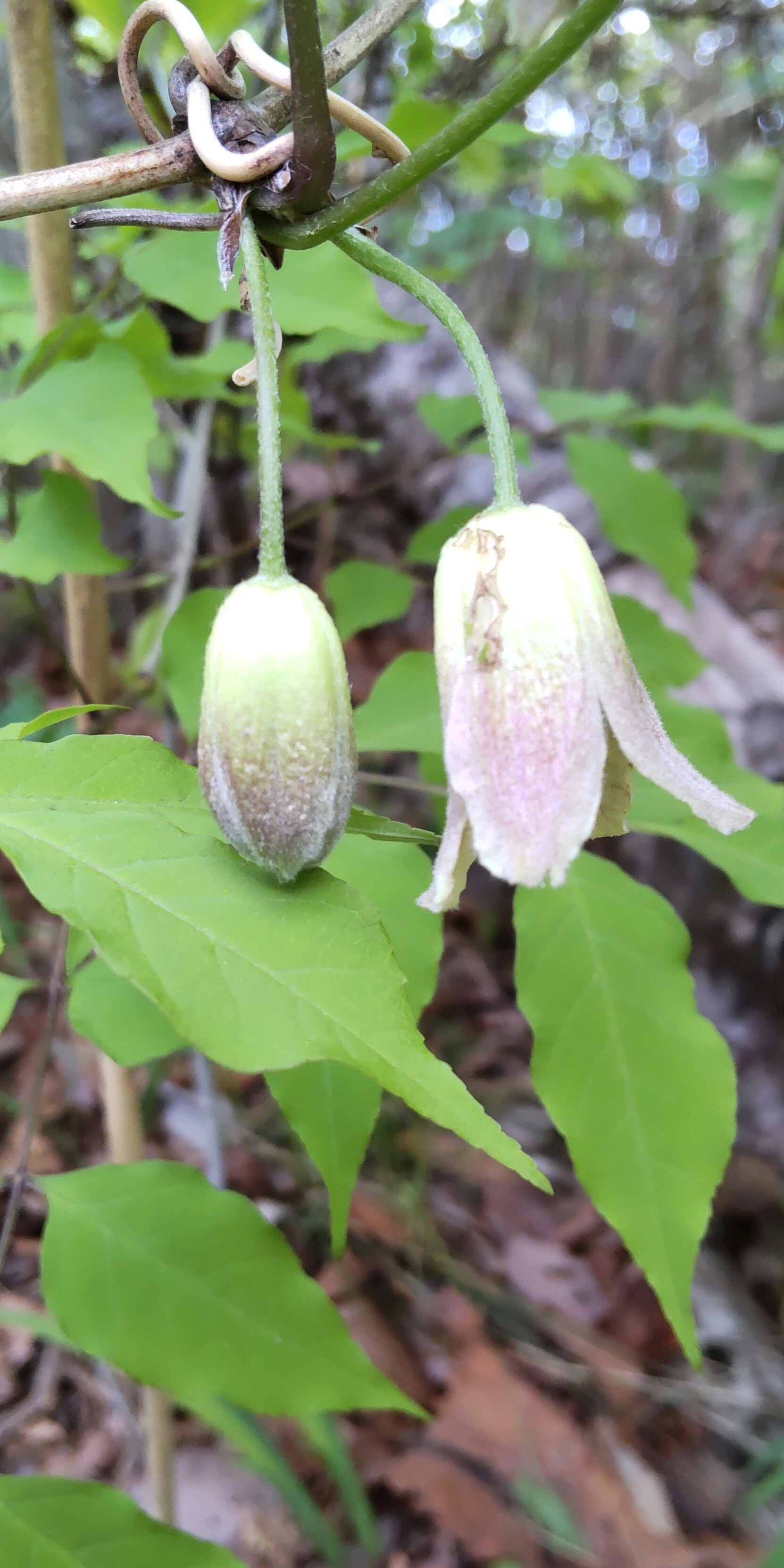 今年も見られた もうすぐ山頂さんの太白山 萱ヶ崎山 蕃山の活動日記 Yamap ヤマップ