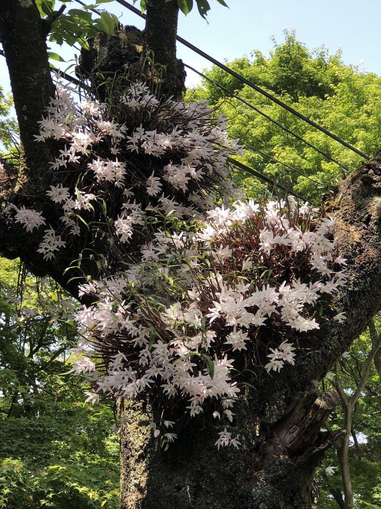 セッコクを求めて高尾山へ Fuusyanさんの高尾山 陣馬山 景信山の活動データ Yamap ヤマップ