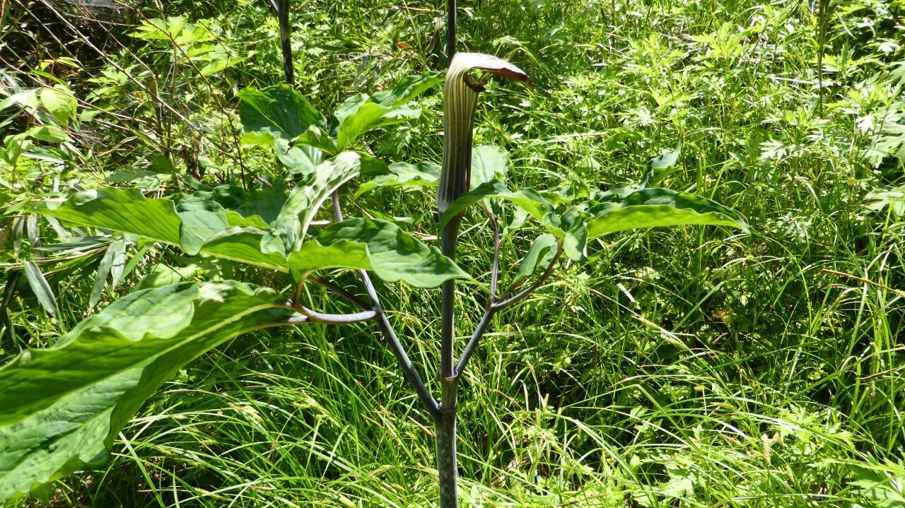 長瀞アルプスから荒川散歩 れおまるさんの宝登山 長瀞アルプス 不動山 陣見山 鐘撞堂山の活動日記 Yamap ヤマップ