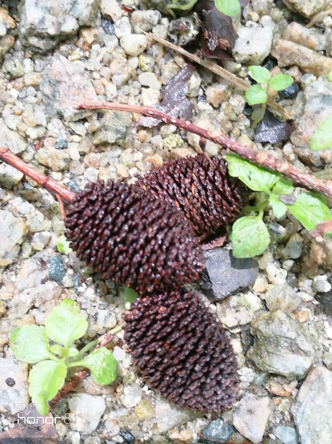 野の花尋ねて砥石山 宝満山 三郡山 若杉山の写真19枚目 ハンノキ 榛の木 またはヤシャブシ 夜叉 Yamap ヤマップ