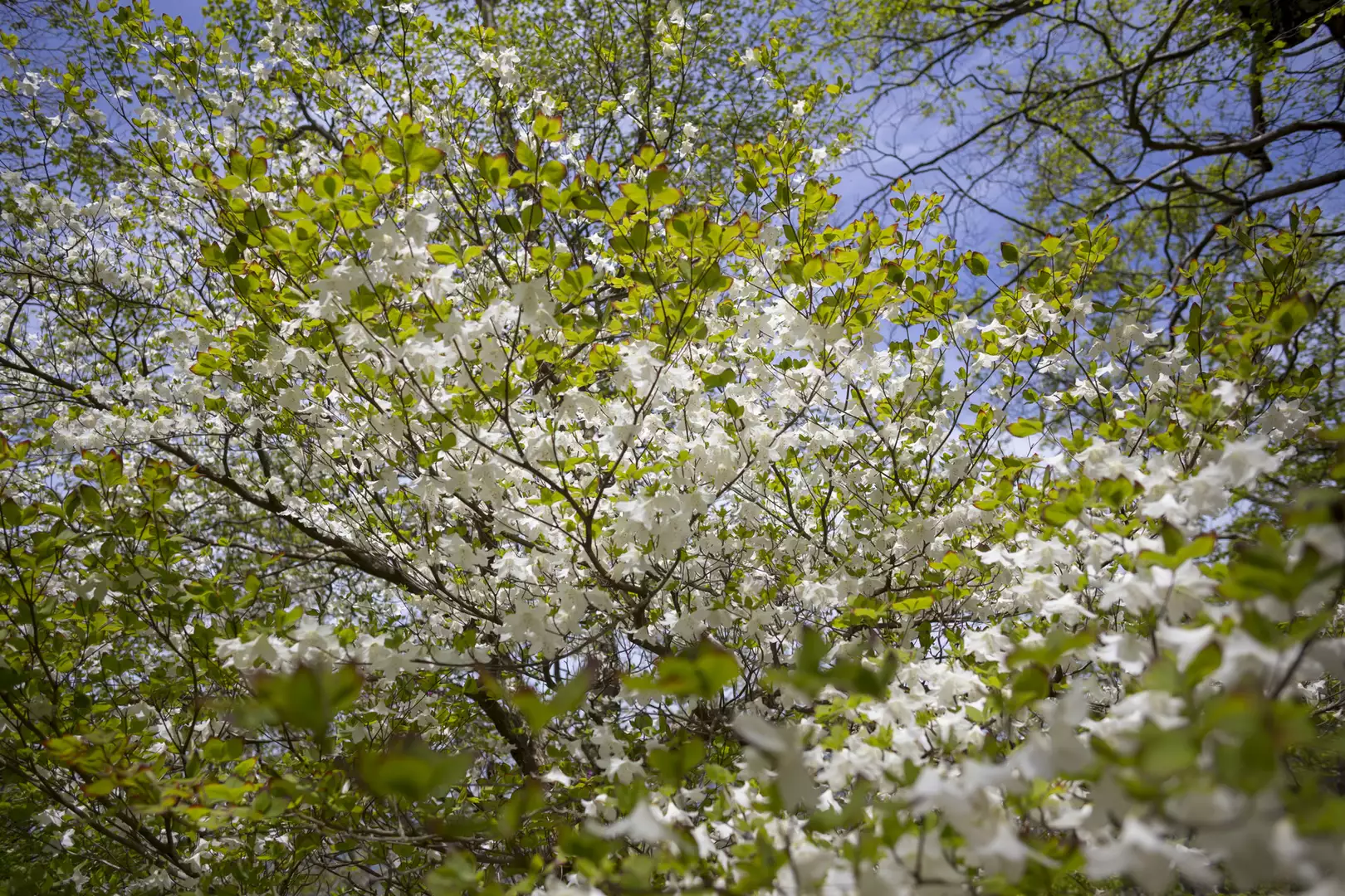 新緑の西丹沢 檜洞丸 犬越路ルート花めぐり たきさんの丹沢山の活動データ yamap ヤマップ