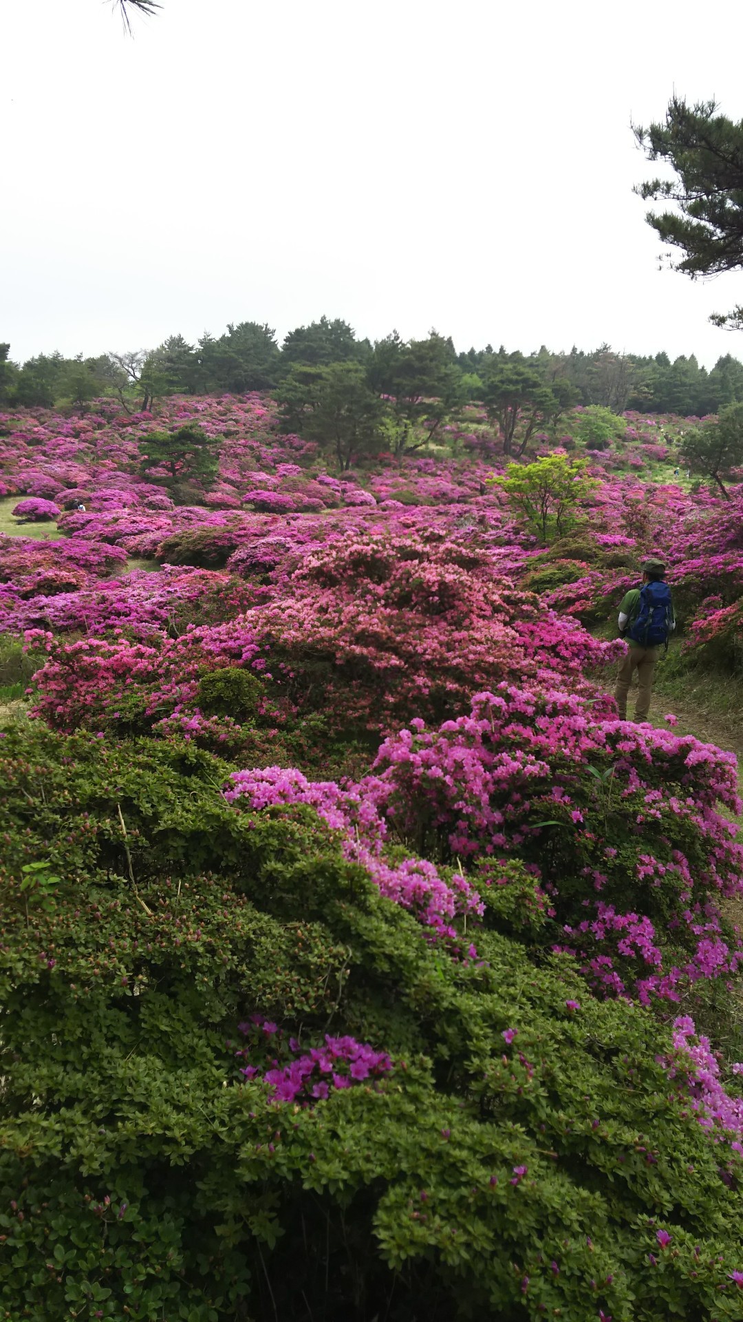 ミヤマキリシマの花の色 サッチャンさんの万年山の活動データ Yamap ヤマップ