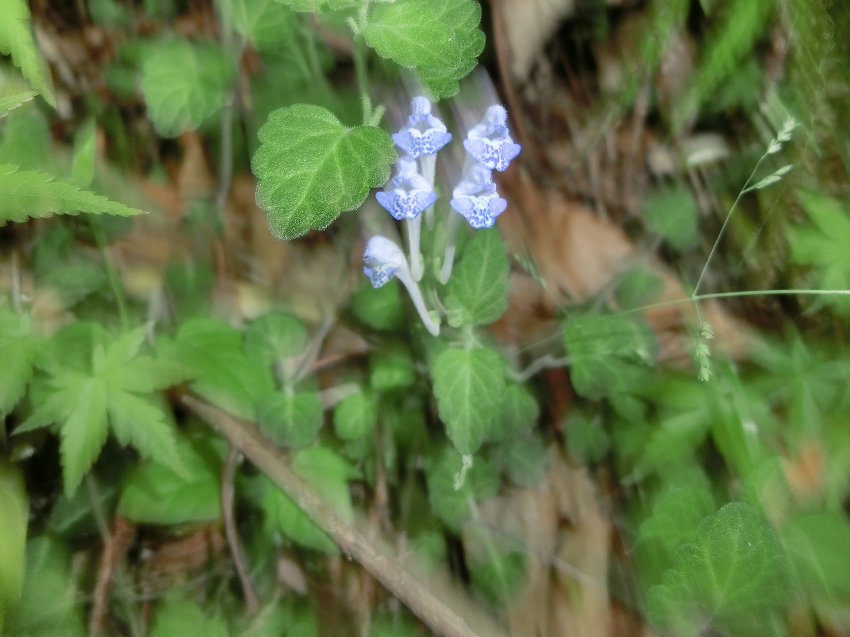 瀬戸内海に立つ浪よ タツナミソウ 宮島で アナゴめしの リベンジ叶わず Zakkamanさんの宮島 厳島 弥山の活動日記 Yamap ヤマップ