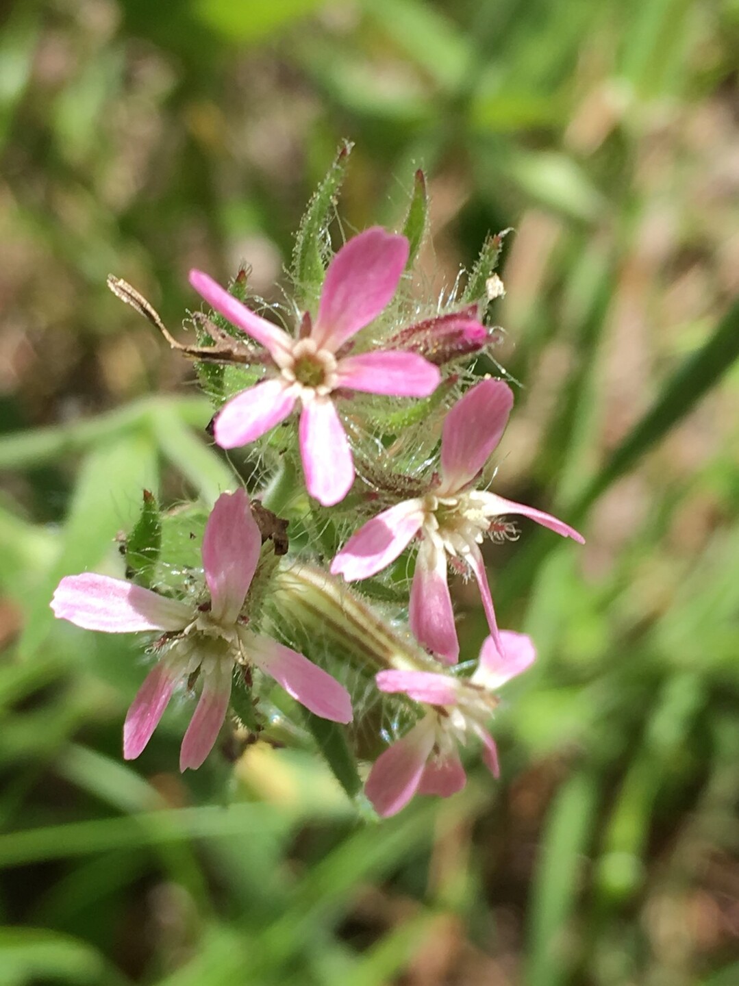 天保山 日本で一番低い 登頂 海遊館 ちょくさんの大阪市の活動日記 Yamap ヤマップ