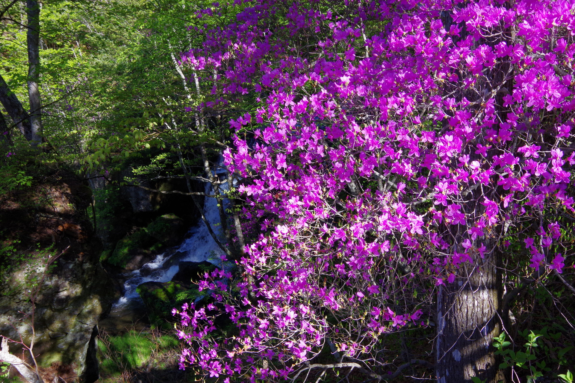 高山 ツツジの山 ゴンさんの日光白根山 五色山 錫ヶ岳の活動データ Yamap ヤマップ