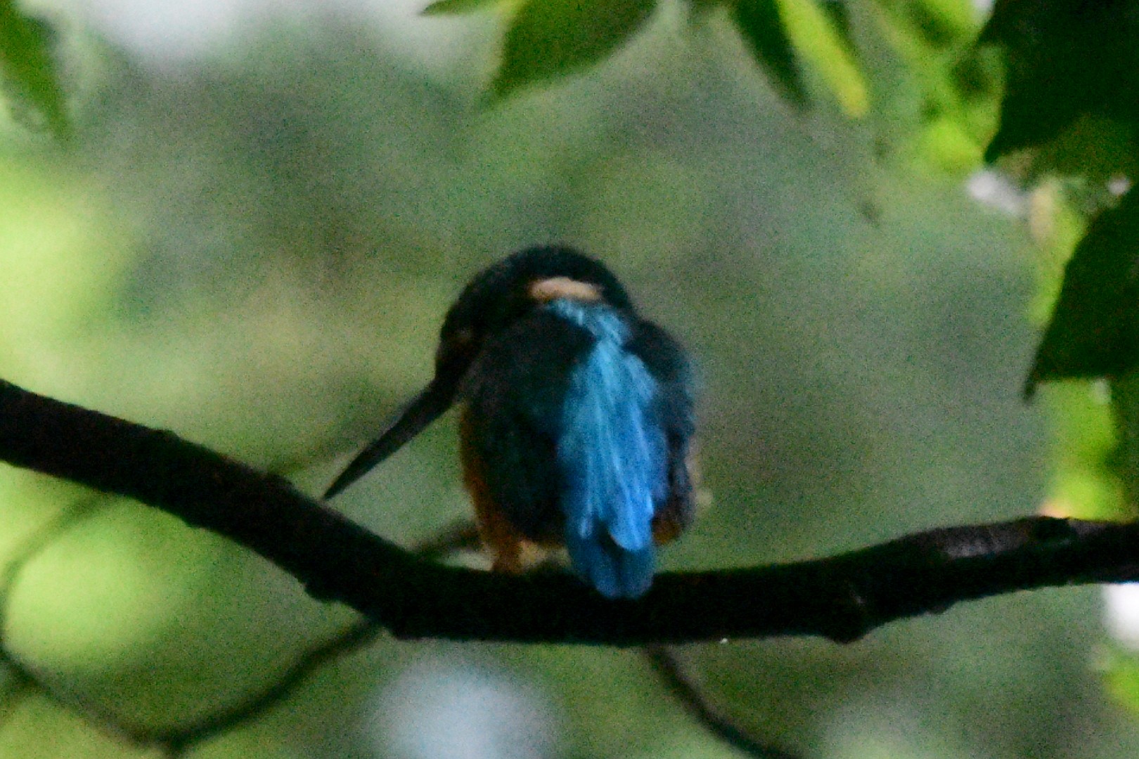 樫原湿原 ブルービーとカワセミ モトさんの天山 佐賀県 の活動日記 Yamap ヤマップ