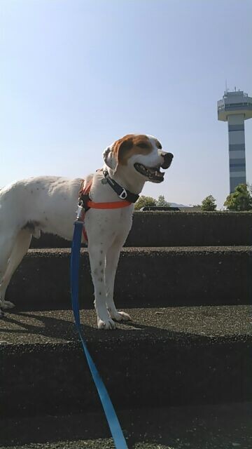 多度山 マダニ騒動 たくさんの桑名市の活動日記 Yamap ヤマップ