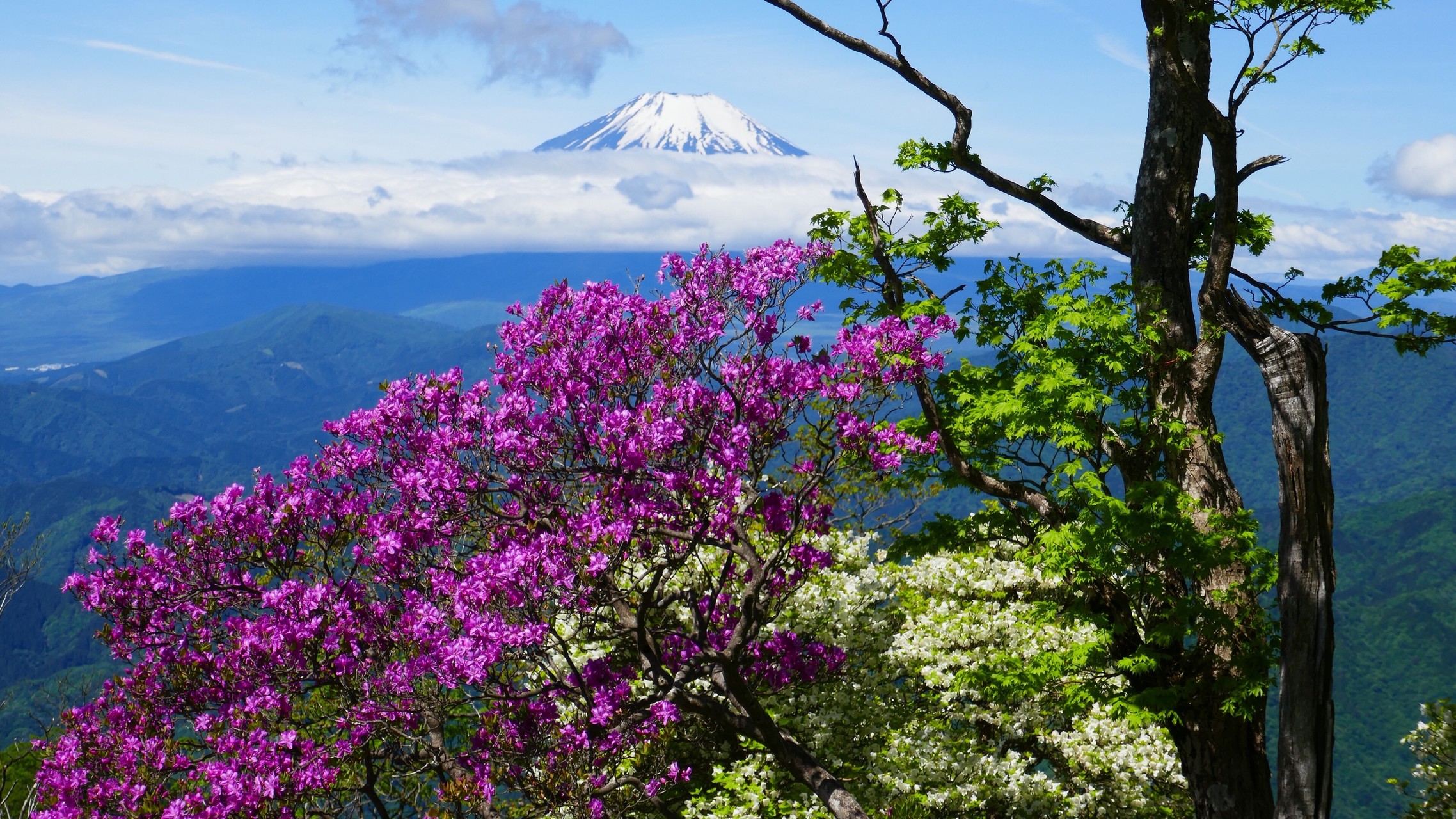 西丹沢 檜洞丸 は満開のシロヤシオ バカ尾根さんの丹沢山の活動日記 Yamap ヤマップ