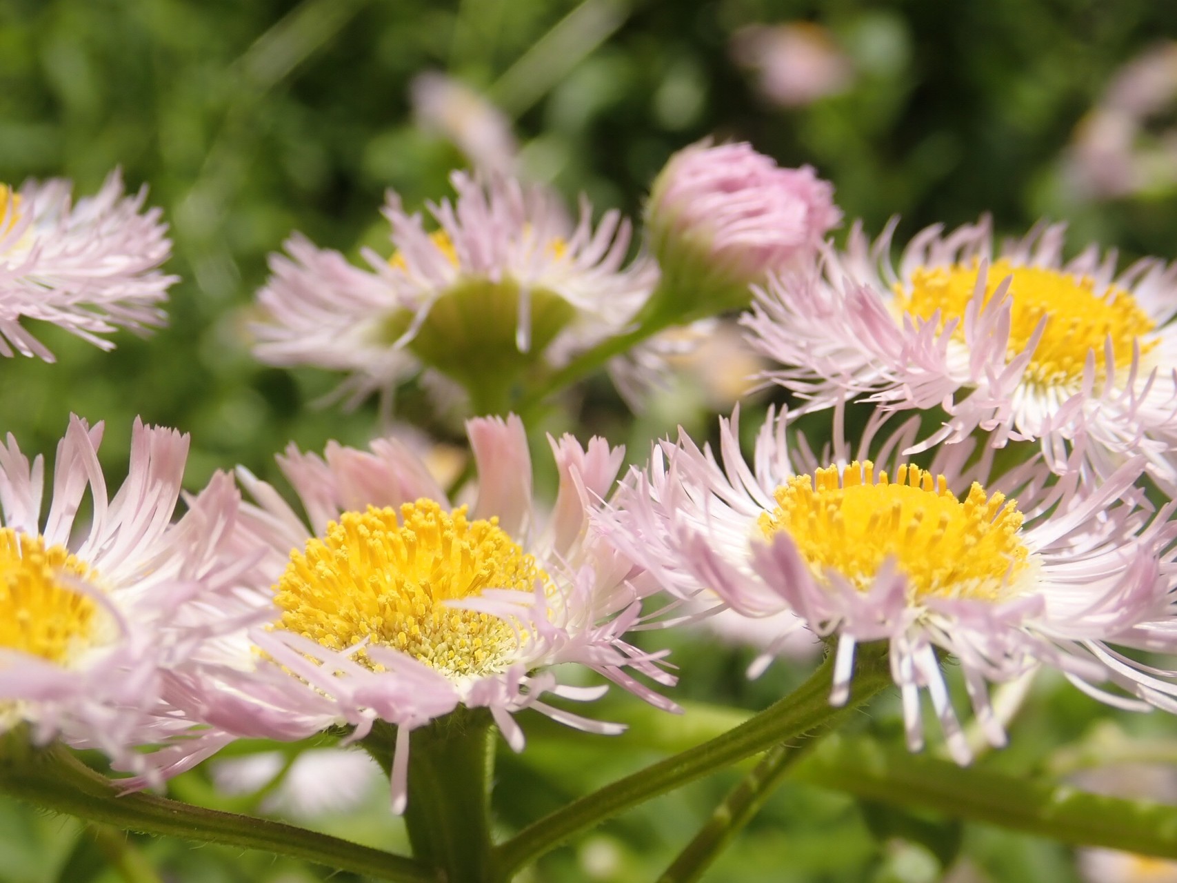 植物彩集 5月 よこさんさんの仙台市の活動日記 Yamap ヤマップ