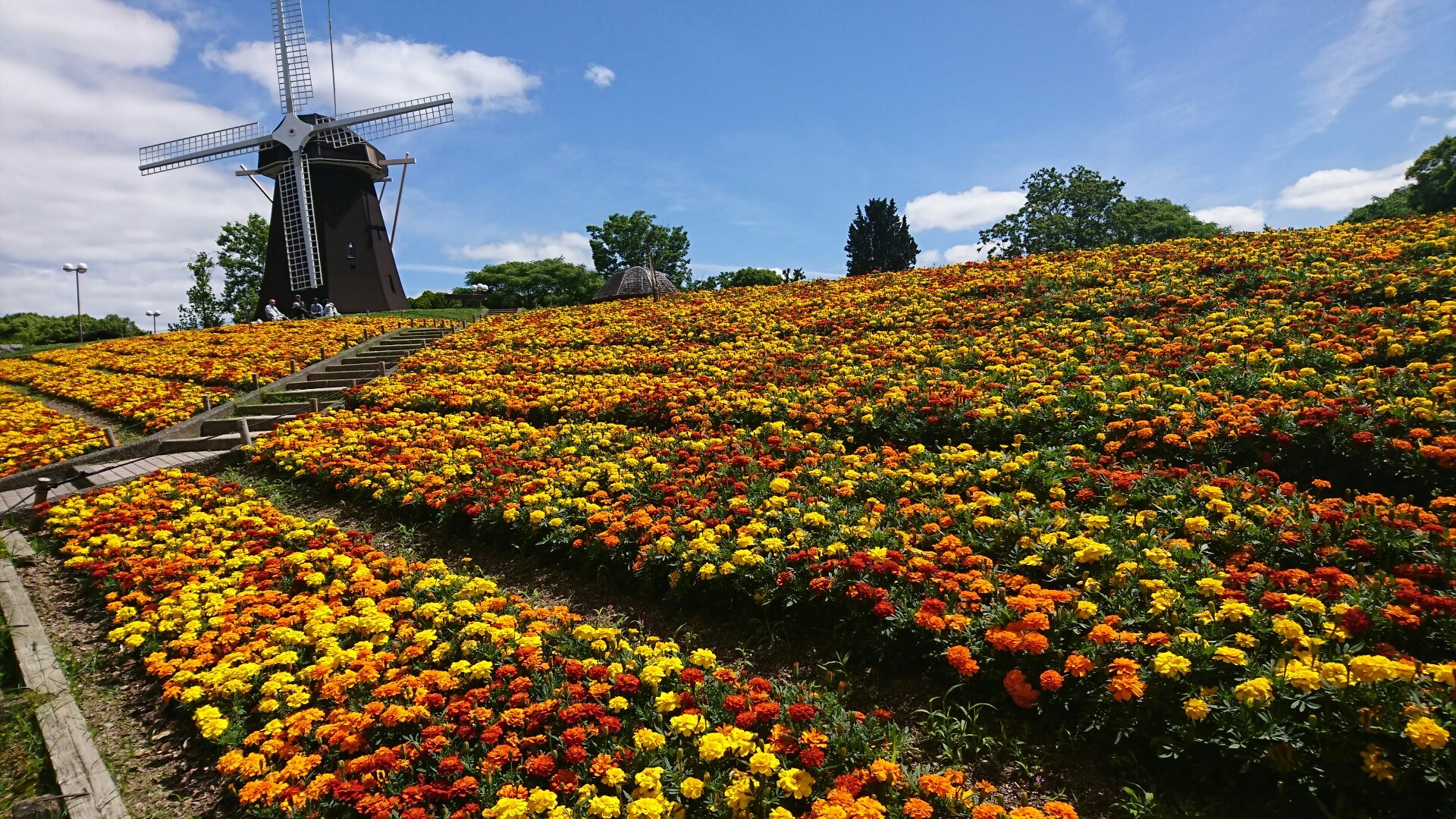 鶴見緑地散策 大芝生 国際庭園 風車の丘 バラ園 鶴見新山 日本庭園 自然体験観察園 大池 やぶーさんの大阪市の活動データ Yamap ヤマップ