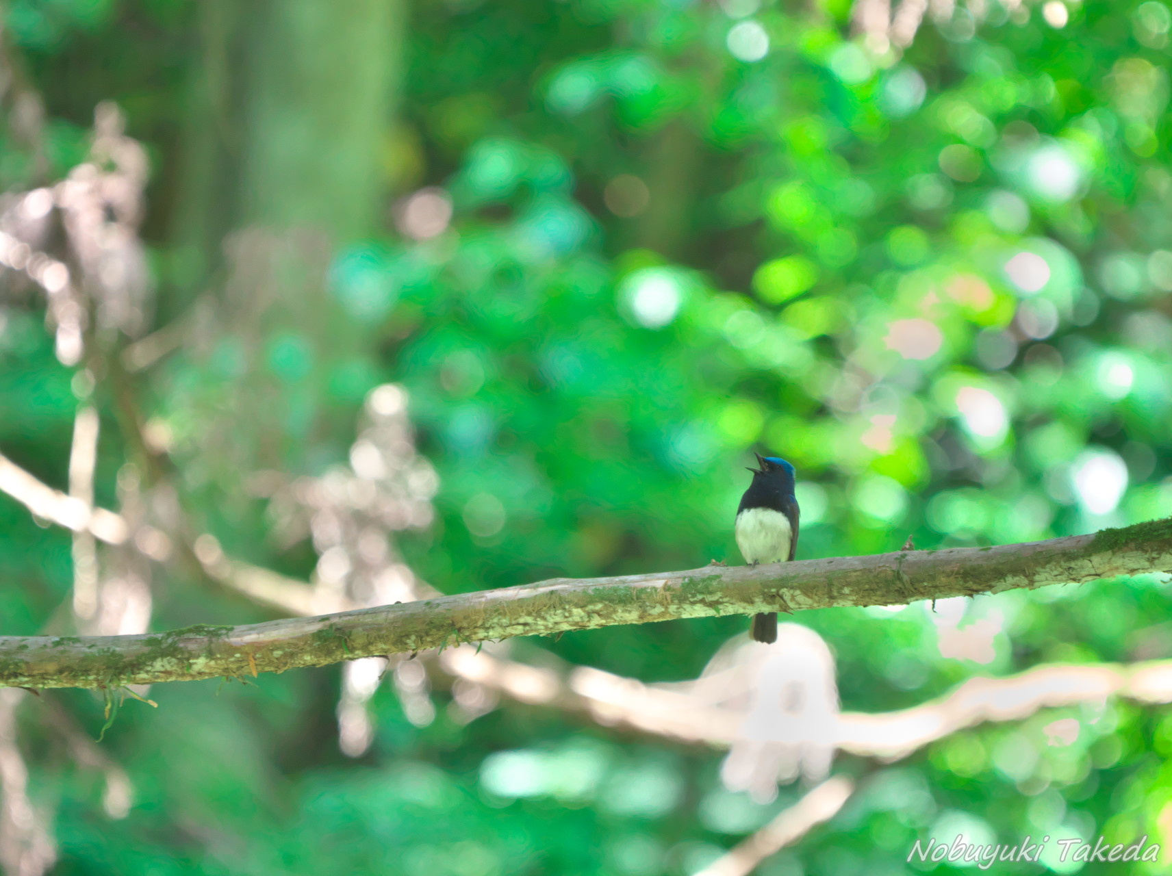 いつもの裏高尾で野鳥を探して たけぱぱさんの高尾山 陣馬山 景信山の活動データ Yamap ヤマップ