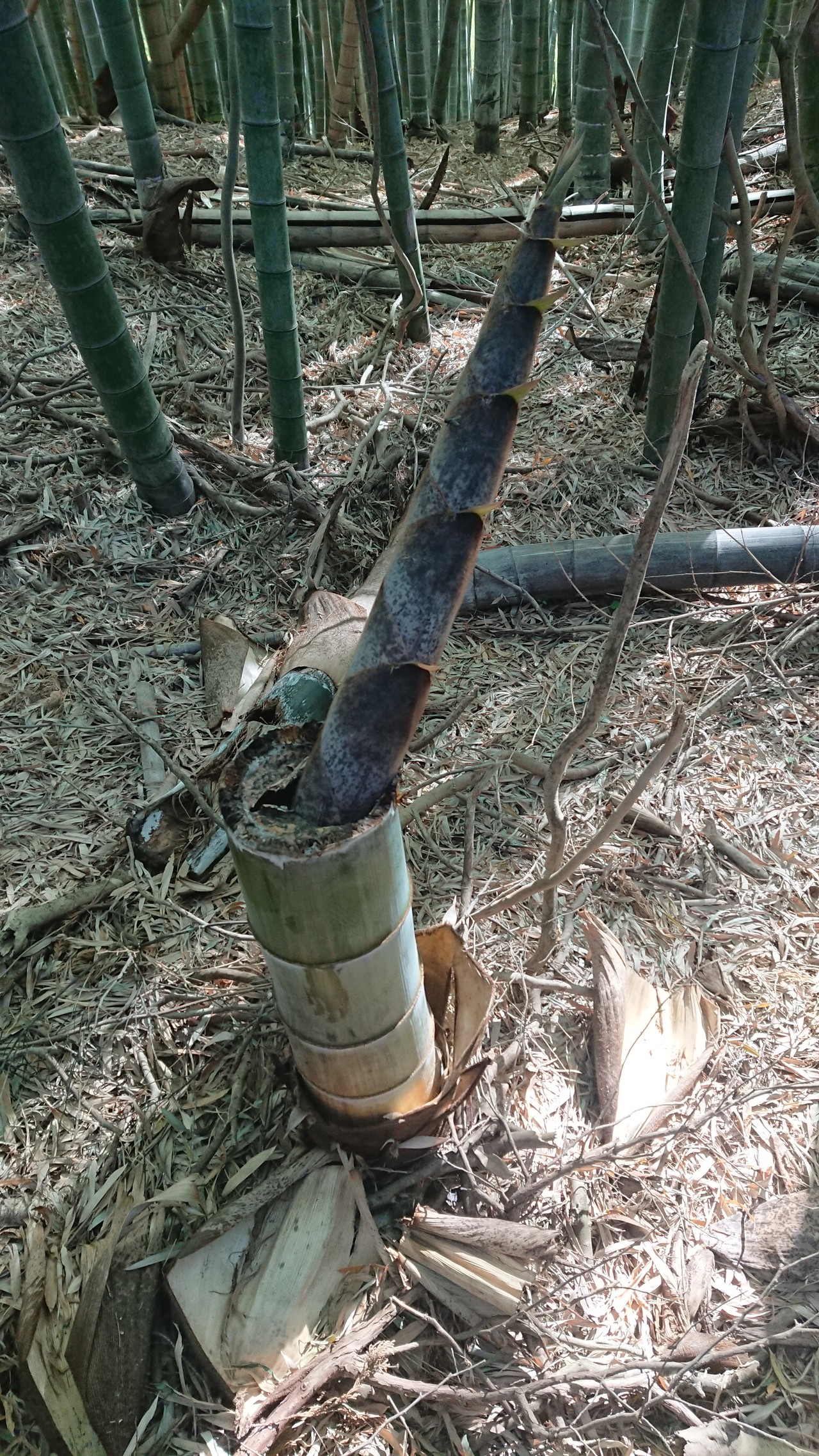 子供と一緒に蓮花寺池公園から清水山までのハイキング Ktomcatさんの藤枝市の活動日記 Yamap ヤマップ