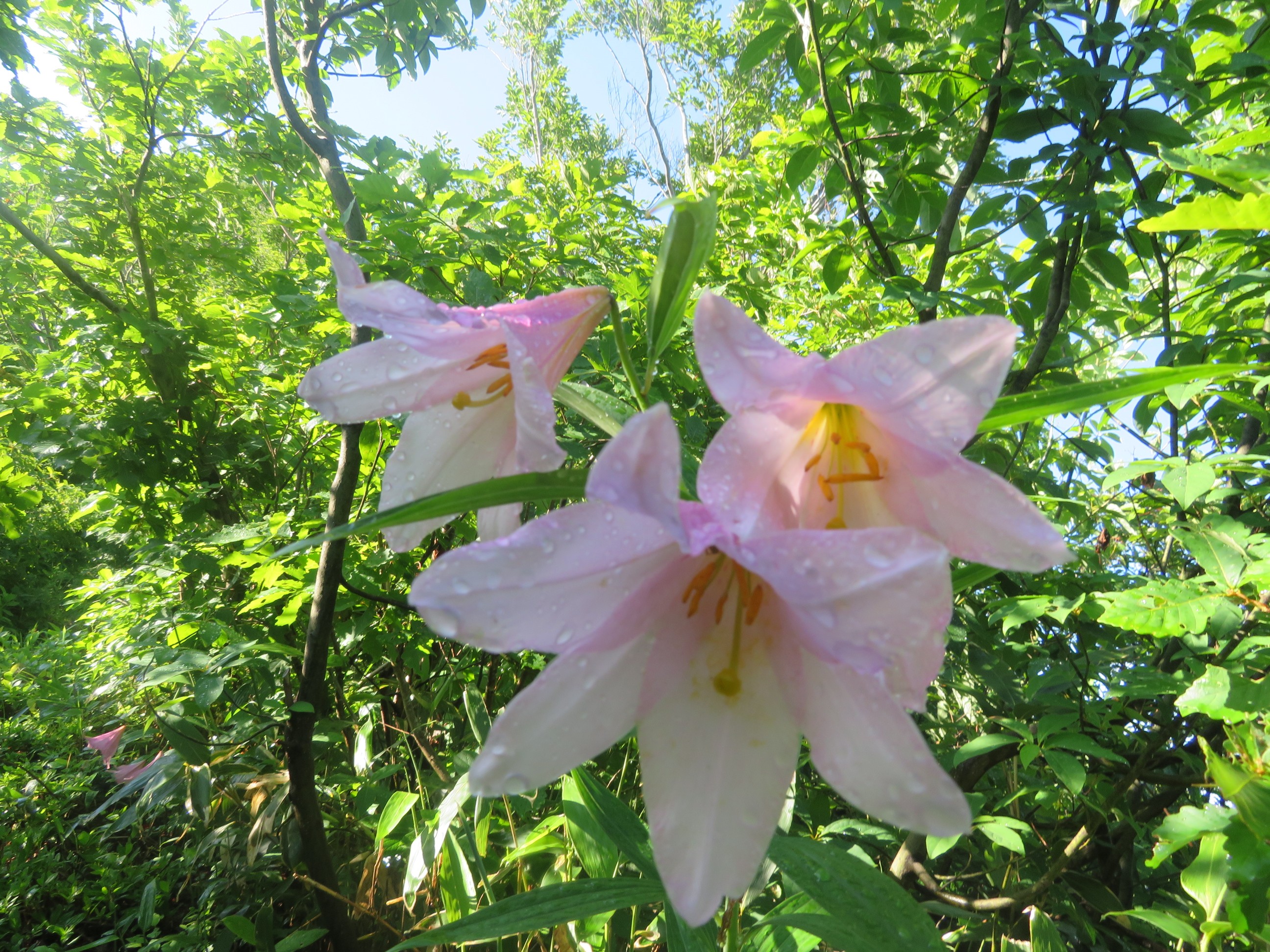新潟100名山 光明山 とっぽさんの光明山の活動データ Yamap ヤマップ