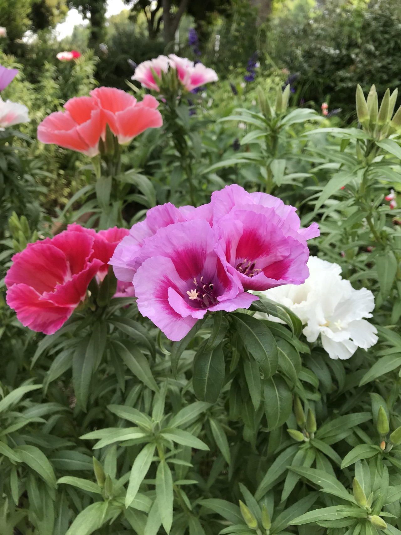 北千里から北摂霊園 千里中央へ ずおずおむさんの六個山 鉢伏山 明ヶ田尾山 五月山の活動データ Yamap ヤマップ