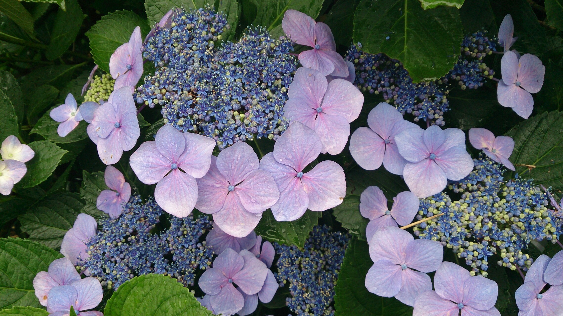 あじさいロード 高尾駅ハイキング Miniさんの高尾山 陣馬山 景信山の活動データ Yamap ヤマップ