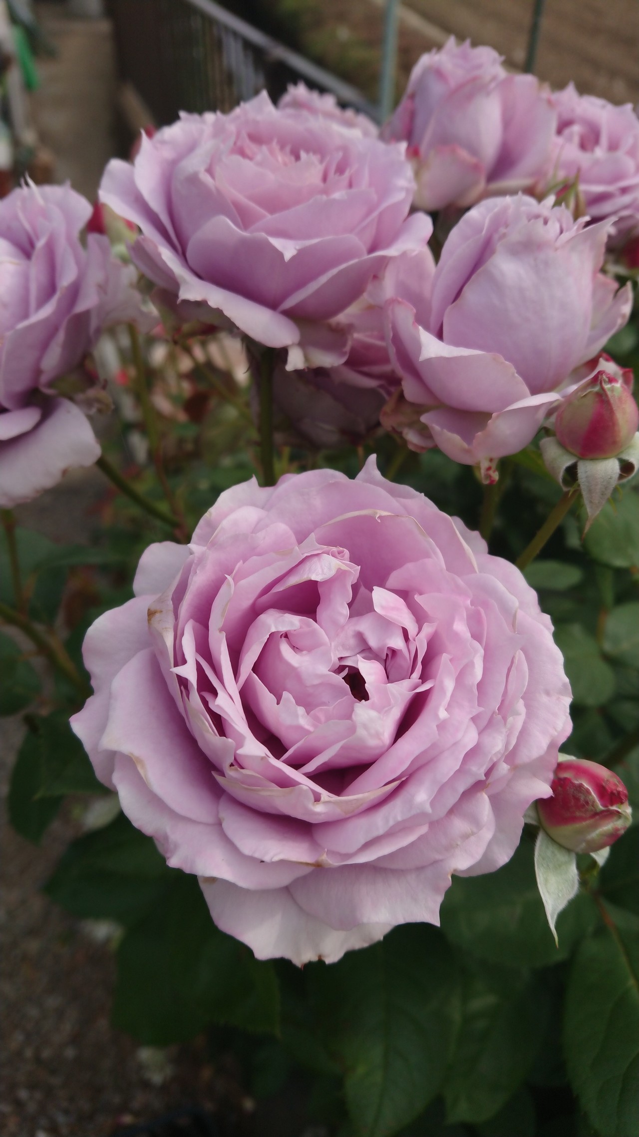 百花繚乱 前橋敷島公園ばら園まつり きーちゃんさんの前橋市の活動日記 Yamap ヤマップ