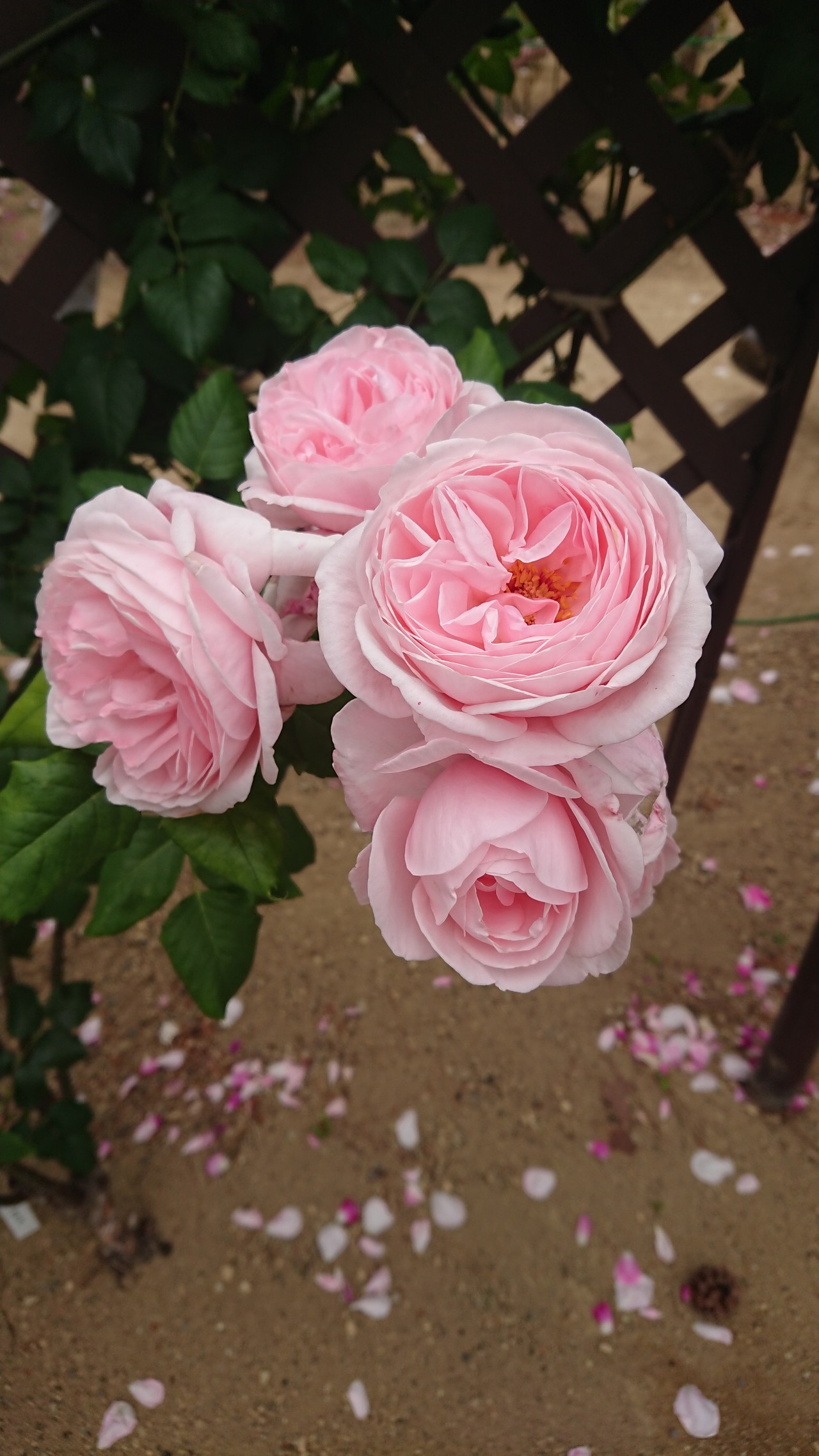 百花繚乱 前橋敷島公園ばら園まつり きーちゃんさんの前橋市の活動日記 Yamap ヤマップ