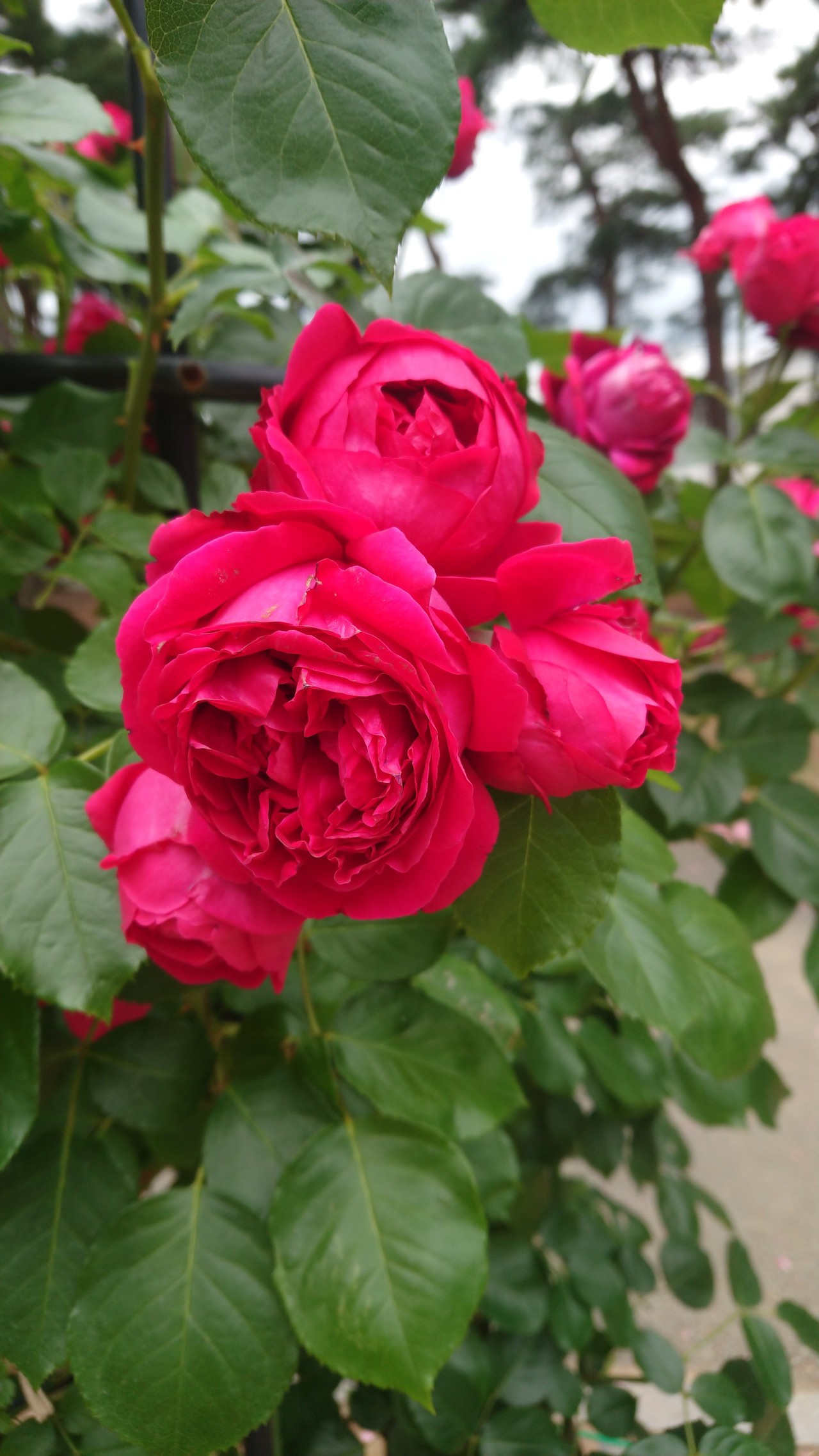 百花繚乱 前橋敷島公園ばら園まつり きーちゃんさんの前橋市の活動日記 Yamap ヤマップ