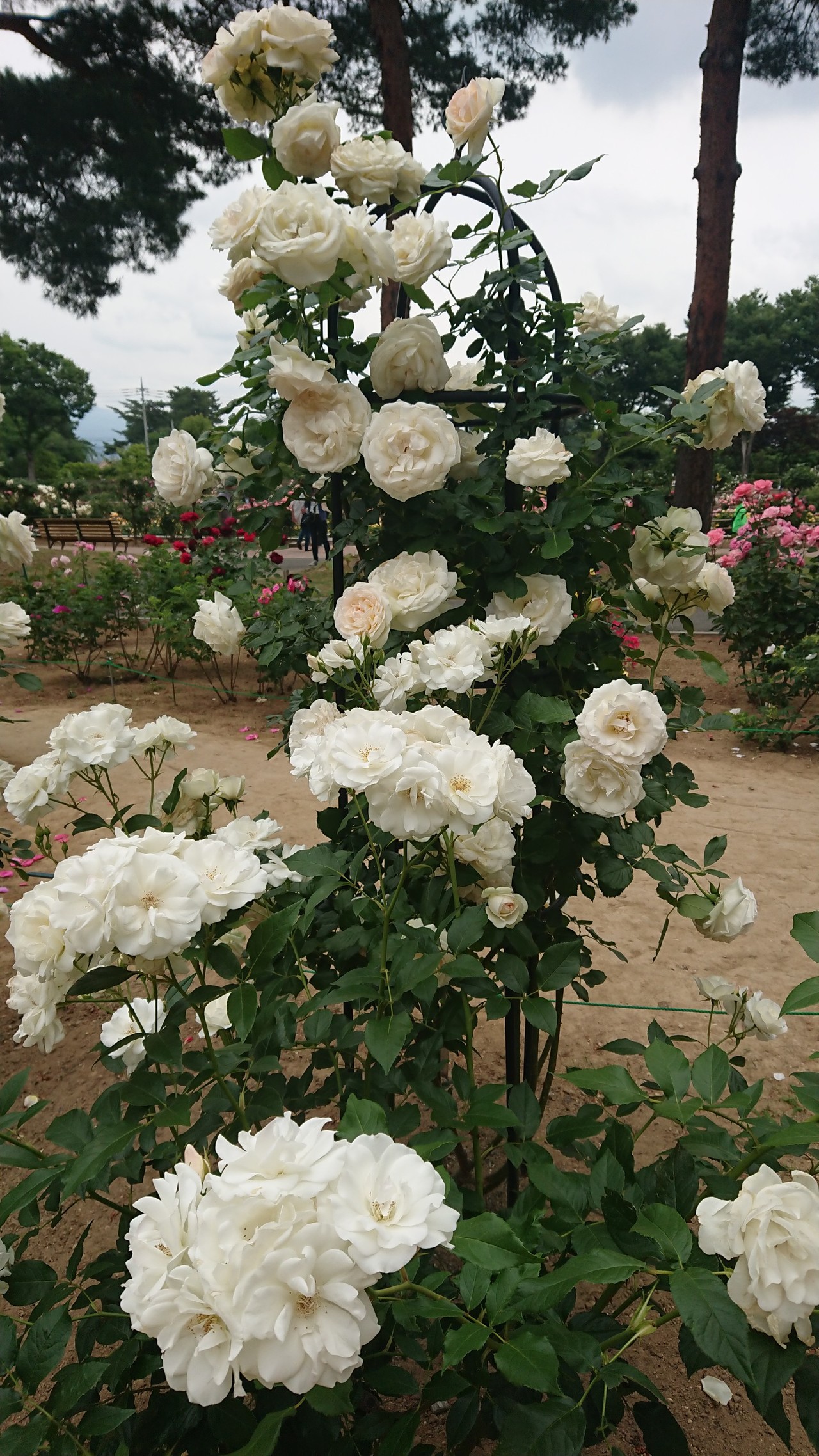 百花繚乱 前橋敷島公園ばら園まつり きーちゃんさんの前橋市の活動日記 Yamap ヤマップ