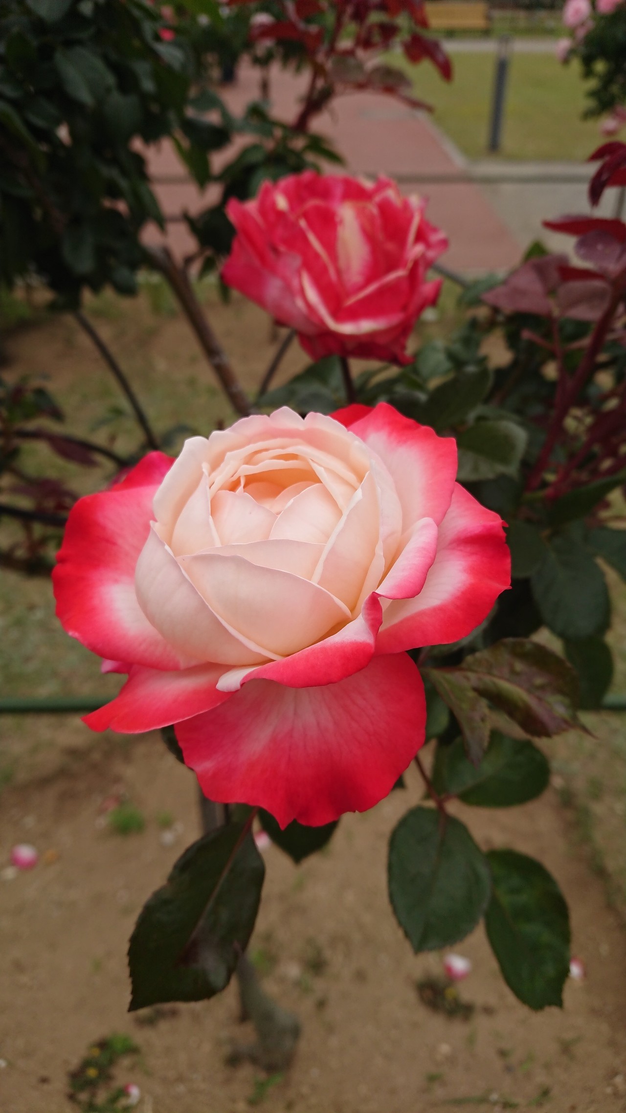 百花繚乱 前橋敷島公園ばら園まつり きーちゃんさんの前橋市の活動日記 Yamap ヤマップ