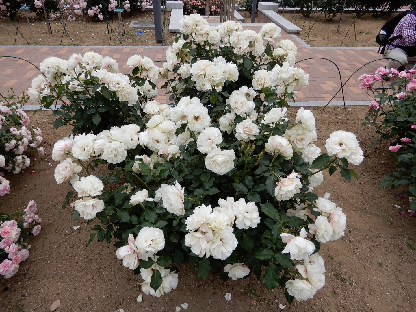 百花繚乱 前橋敷島公園ばら園まつり 前橋市の写真12枚目 エーデルワイス Yamap ヤマップ