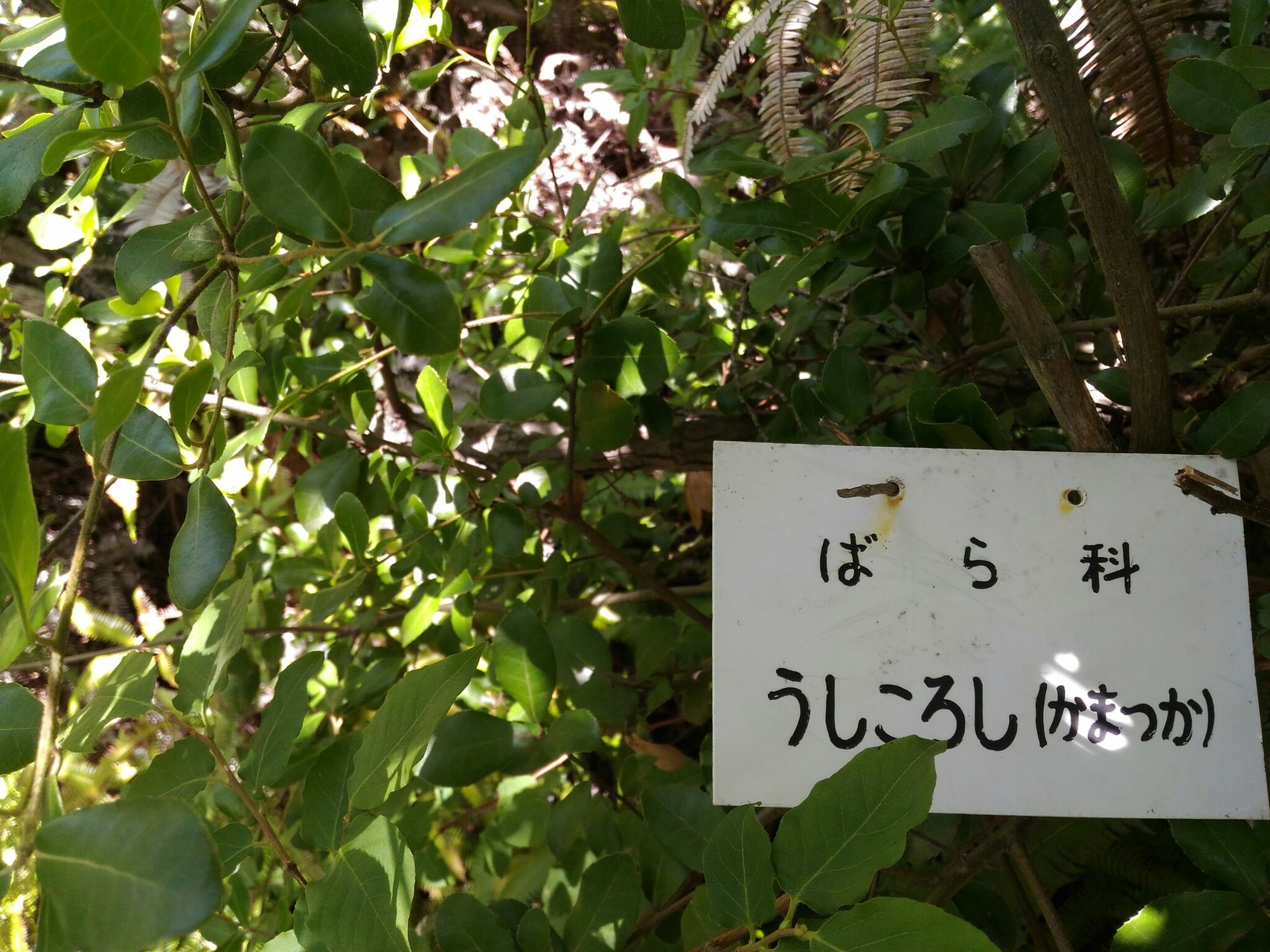 畑コース登山口から ぶえるさんの三草山 兵庫県加東市 の活動日記 Yamap ヤマップ