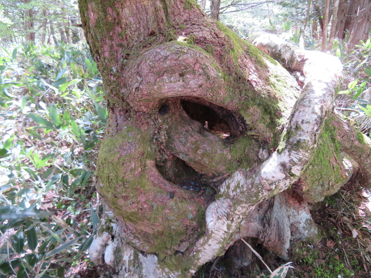 はじめての上高地 美しすぎる景色を堪能してきました 槍ヶ岳 穂高岳 上高地の写真57枚目 結びの木 勝手に命名 面白い Yamap ヤマップ