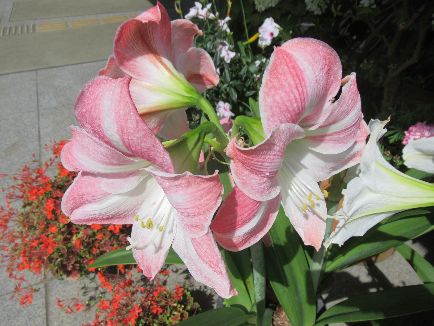 長居植物園 アジザイ園 ライフガーデン等 Pencilさんの大阪市の活動日記 Yamap ヤマップ