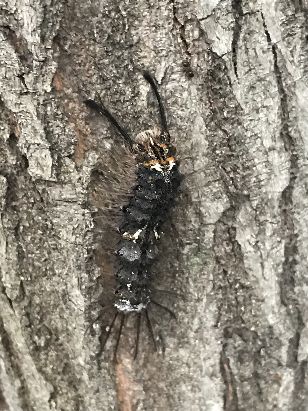 和歌山 紀ノ川sa上り 雲山峰ピストン 虫たちとの熱い戦い日記 フックジョーさんの紀泉アルプス 飯盛山 ボンデン山の活動日記 Yamap ヤマップ