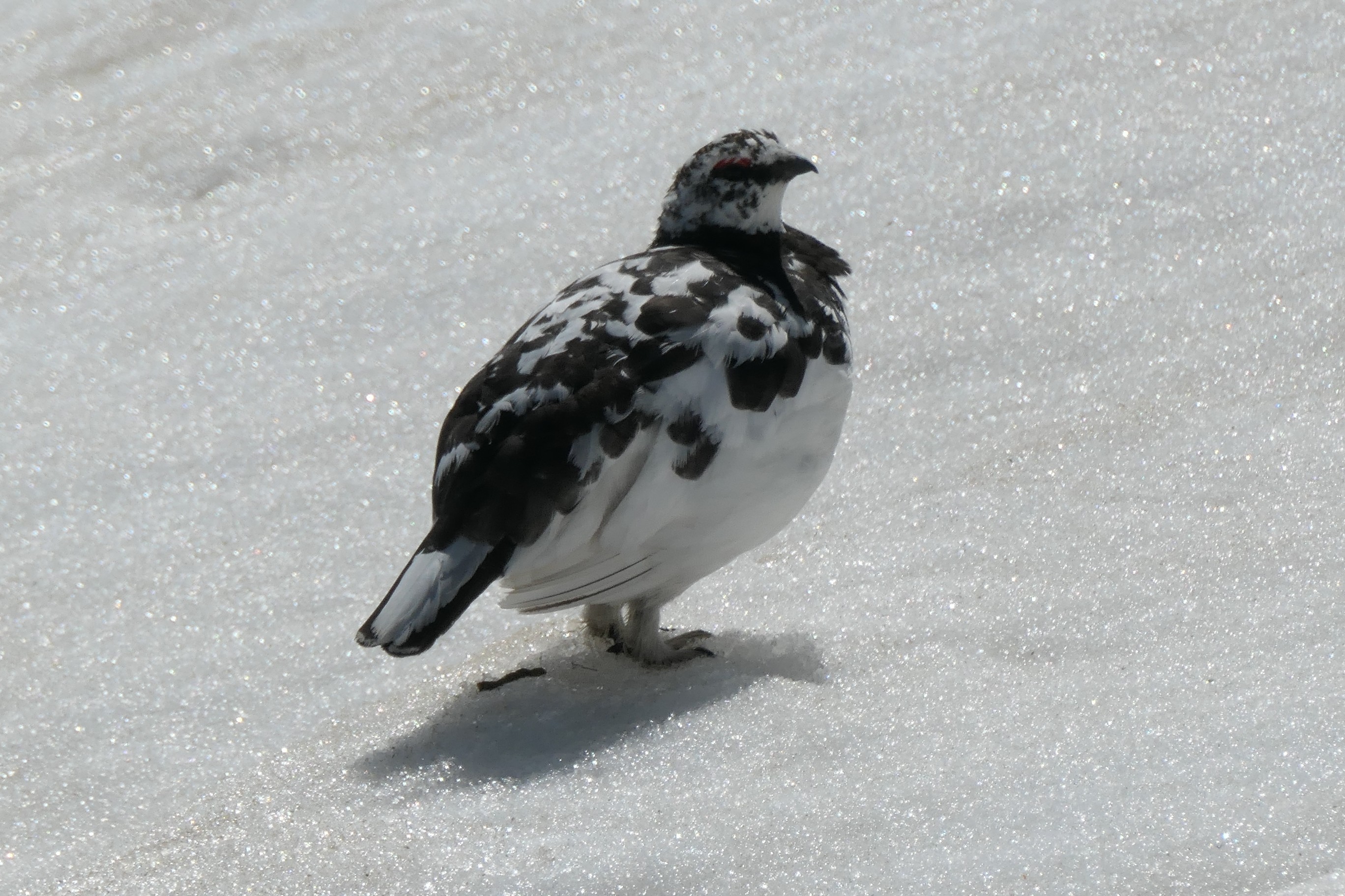 雷鳥が無性に見たくて B 立山 雄山 くろろんさんの立山 雄山 浄土山の活動日記 Yamap ヤマップ