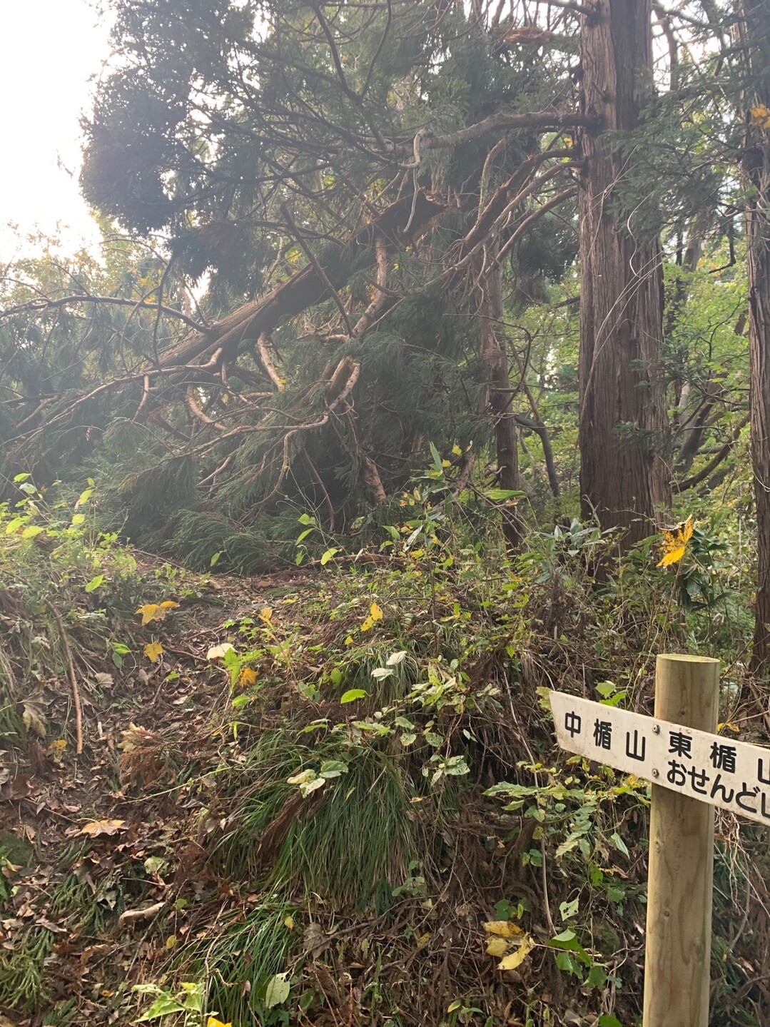 鷹返山 東楯山 ほんのろさんの甑岳 楯山の活動日記 Yamap ヤマップ