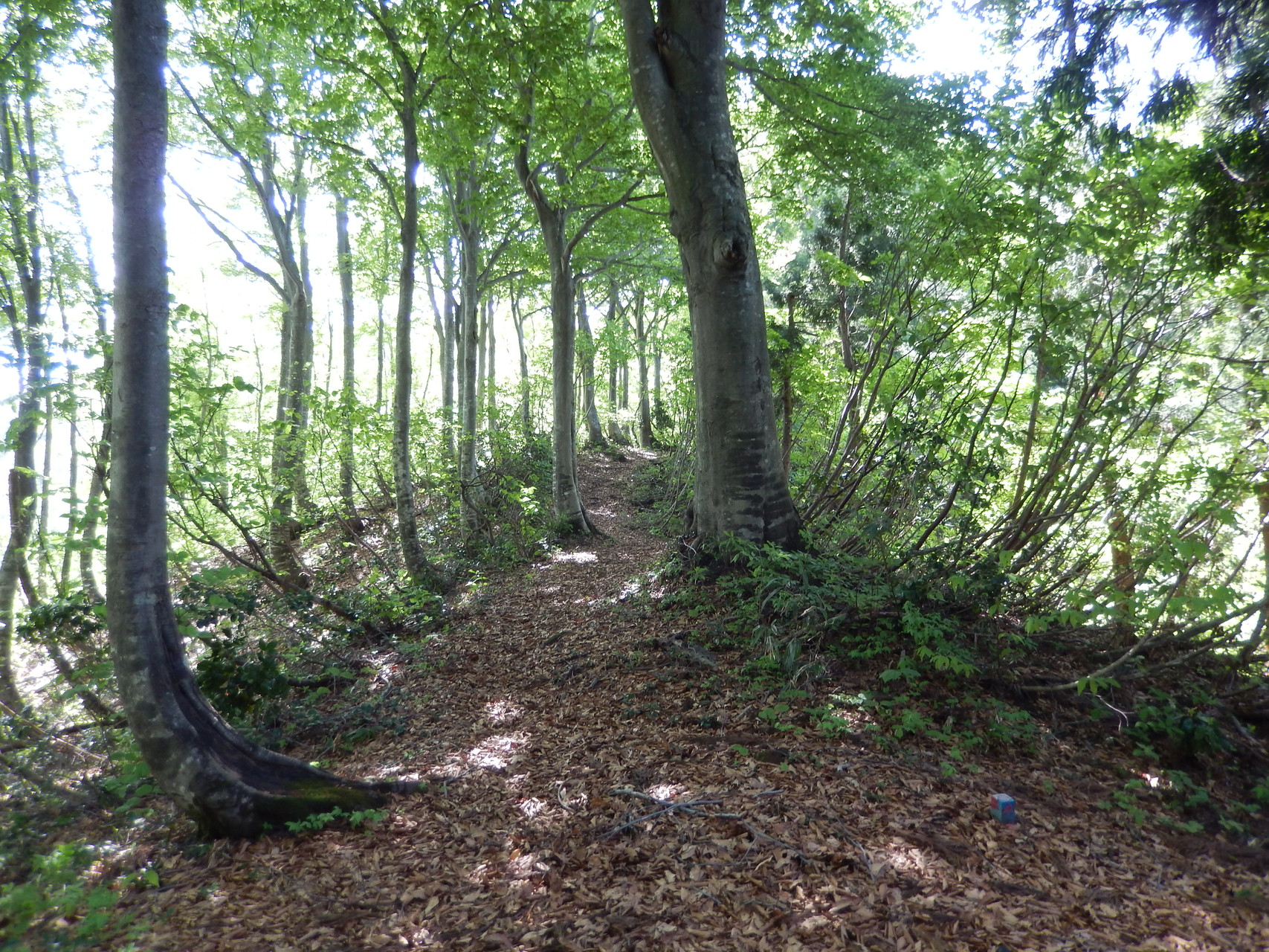 大岳入塩川コース ブナ林の原生林の新緑と残雪が美しい きかん坊さんの守門岳 大岳 網張山の活動データ Yamap ヤマップ