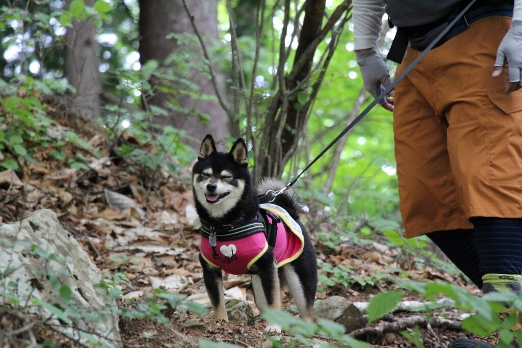 第１回関東柴犬サミット 三頭山 三頭山 槇寄山 土俵岳の写真17枚目 もーちゃん 笑顔 Yamap ヤマップ