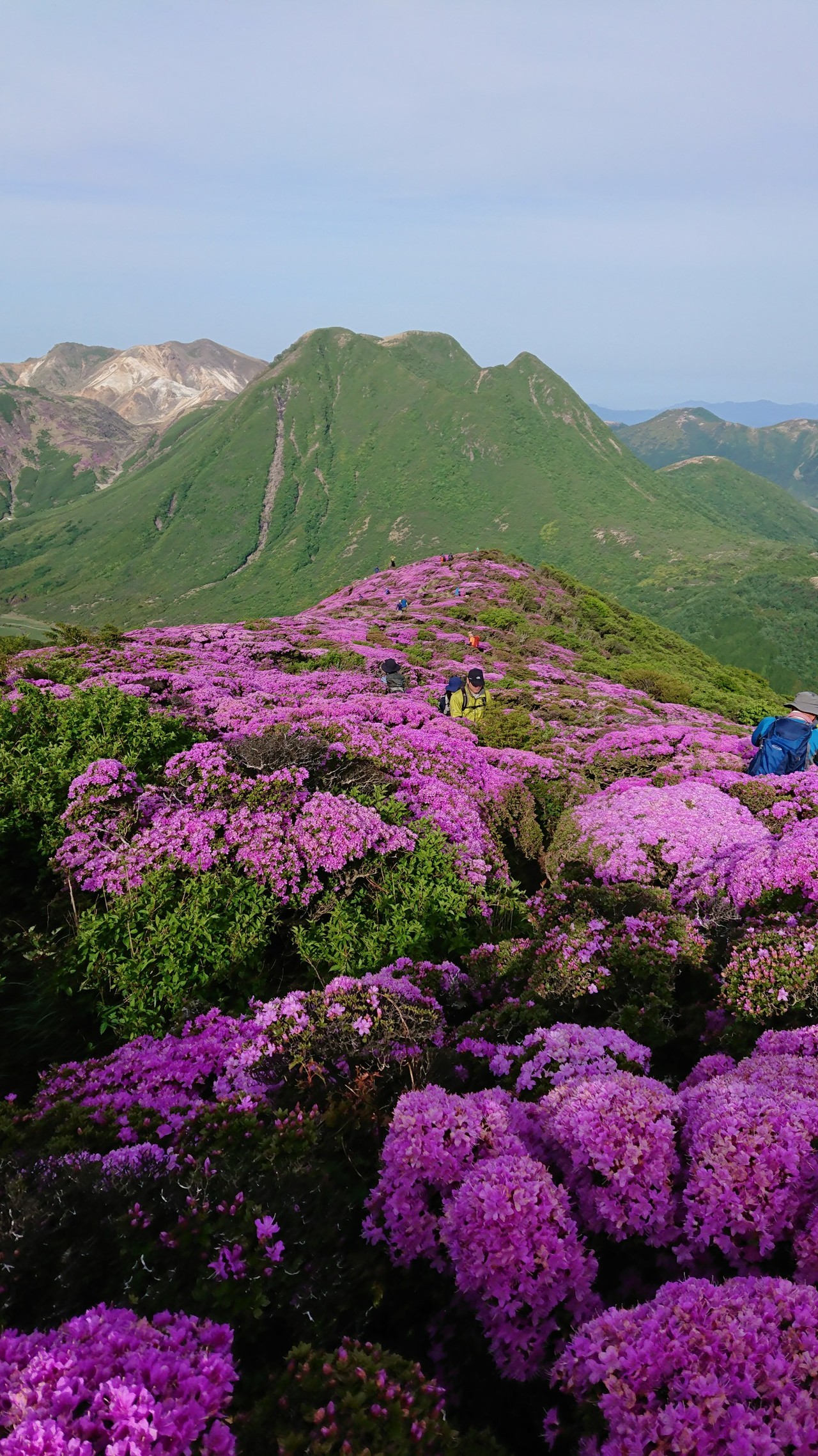 平治岳ミヤマキリシマ開花情報 れっけさんの九重山 久住山 大船山 星生山の活動データ Yamap ヤマップ
