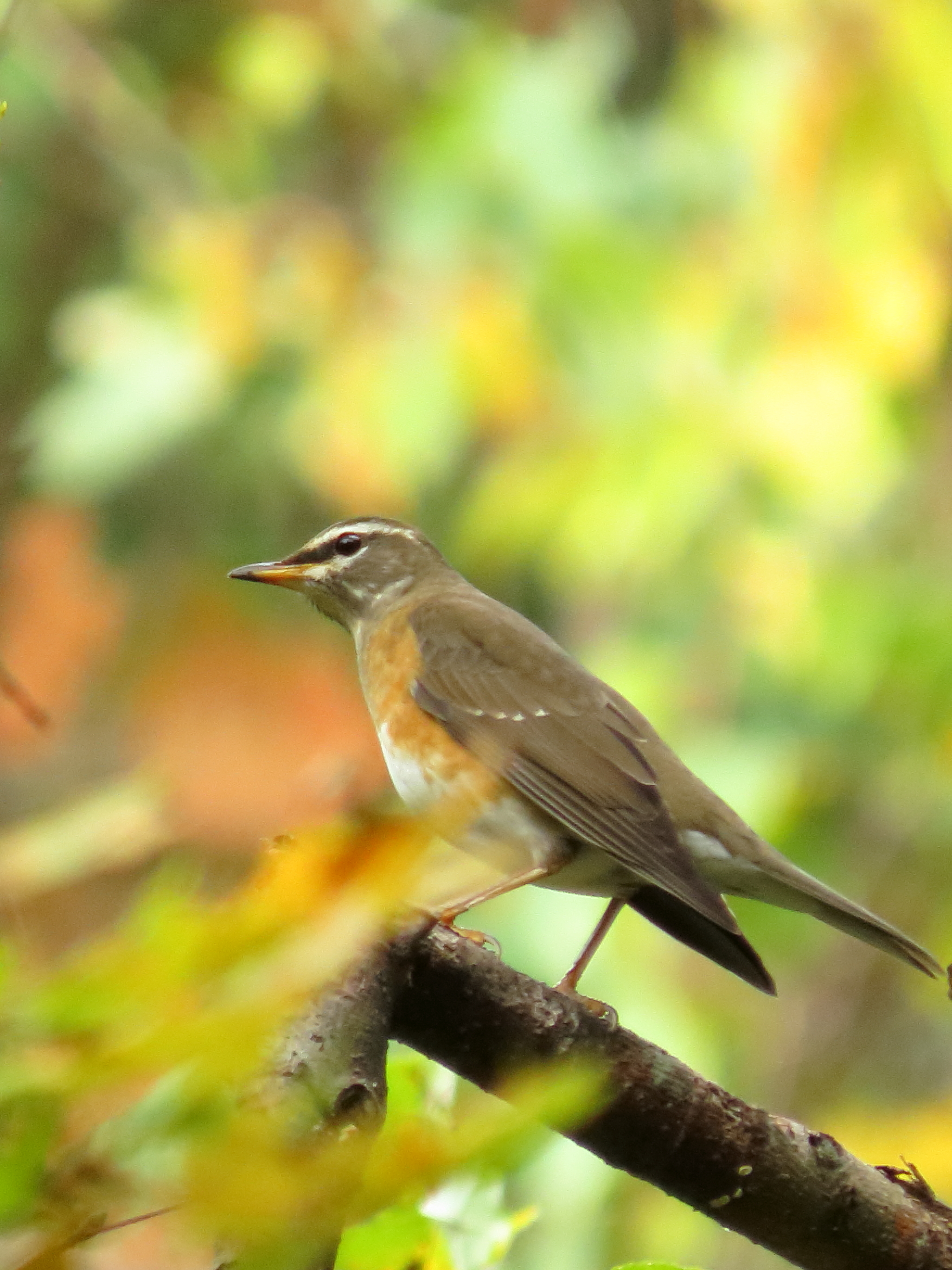 野鳥写真 Mycollection Chromeさんの札幌市の活動日記 Yamap ヤマップ