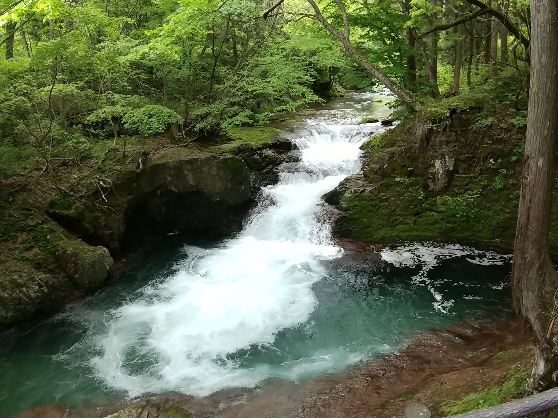 伏伸の滝散策 05 23 白猫さんの大仙市 協和 の活動データ Yamap ヤマップ