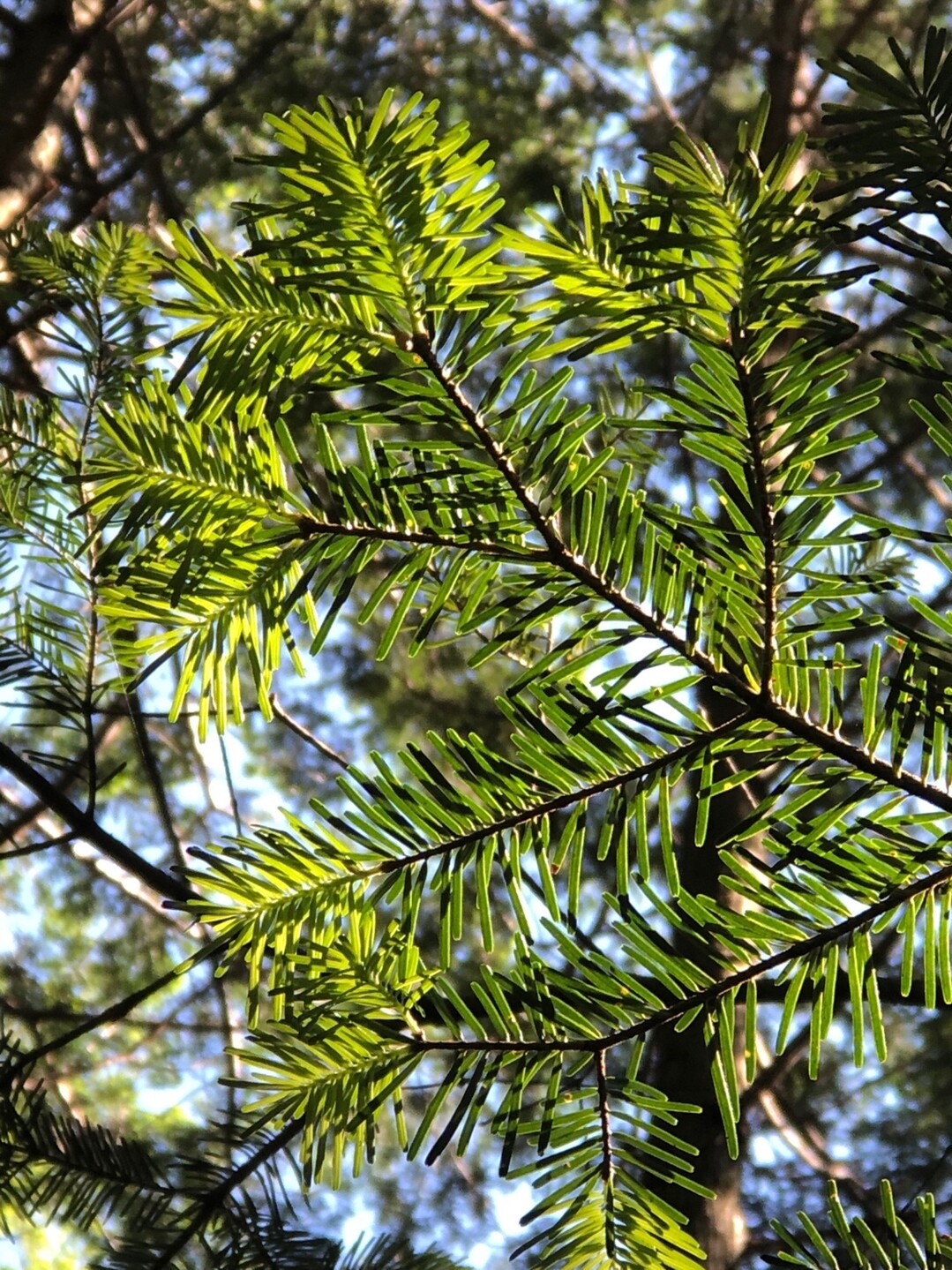 五色ヶ原シラビソコース 06 21 りとるみいさんの乗鞍岳の活動日記 Yamap ヤマップ