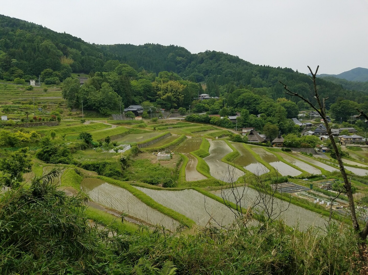 三草山 能勢 長谷の棚田を臨む もんちゃんさんの三草山 滝王山 竜王山 の活動データ Yamap ヤマップ