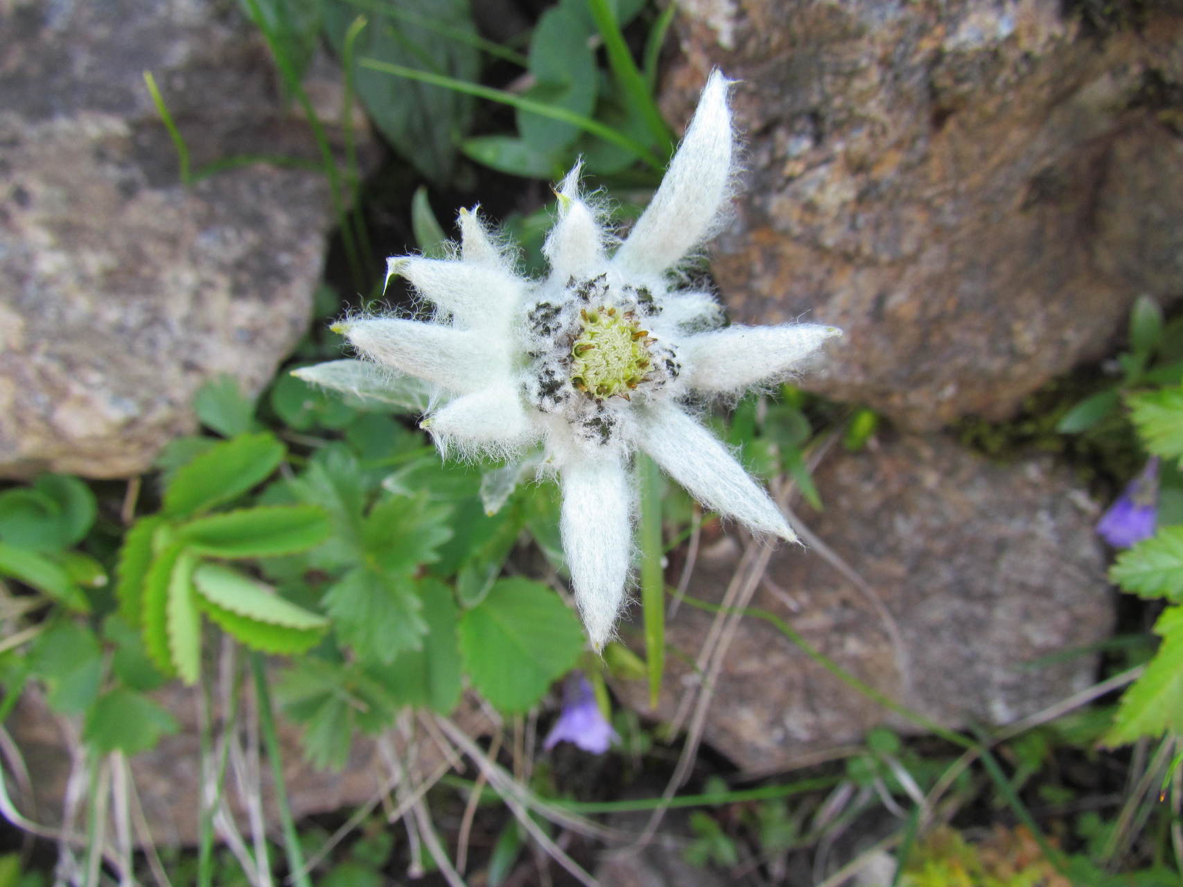 ハヤチネウスユキソウが見頃です あっきーさんの早池峰山 薬師岳 鶏頭山の活動データ Yamap ヤマップ