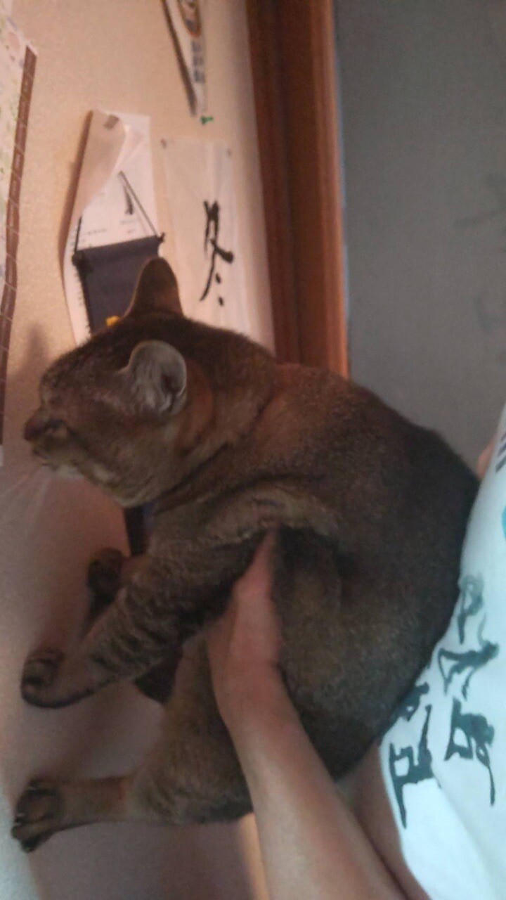 ではなく 猫ちゃん についてでござい カツヲさんのモーメント Yamap ヤマップ