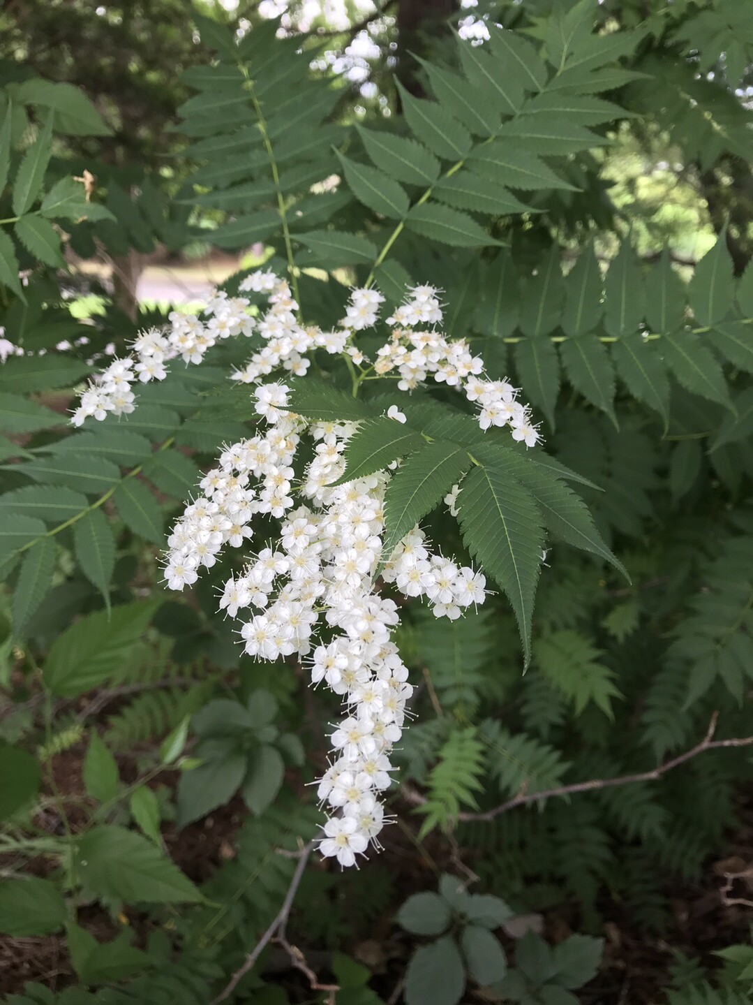 クガイソウ咲く昭和記念公園へ ずおずおむさんの国分寺市の活動日記 Yamap ヤマップ