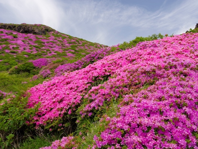 阿蘇 高岳 満開のミヤマキリシマ Nakaさんの阿蘇山 高岳 根子岳の活動データ Yamap ヤマップ